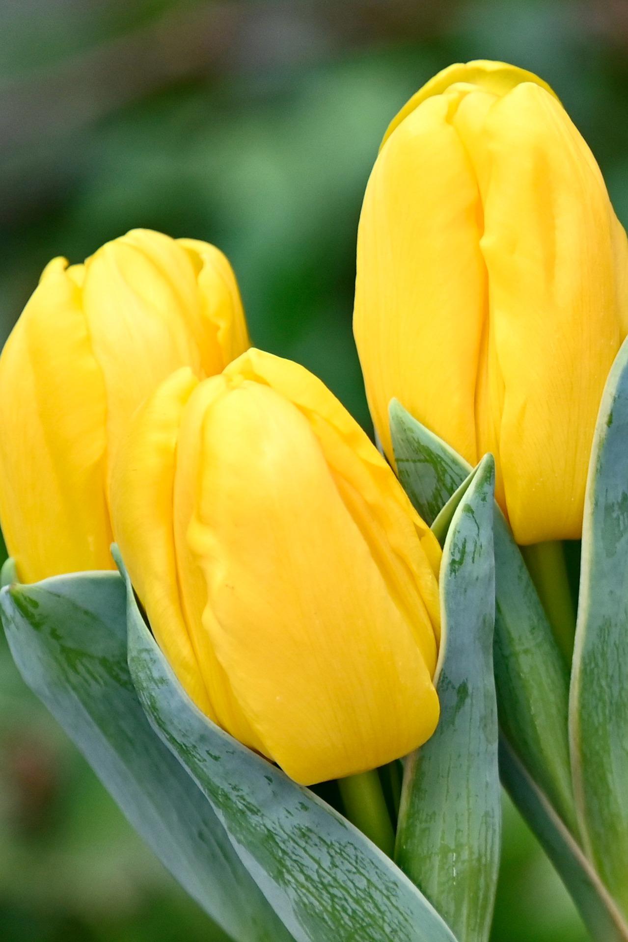 Tulip Darwin Hybrid 'Golden Apeldoorn' - Tulip (Shipping begins Fall 2020) from Leo Berbee Bulb Company