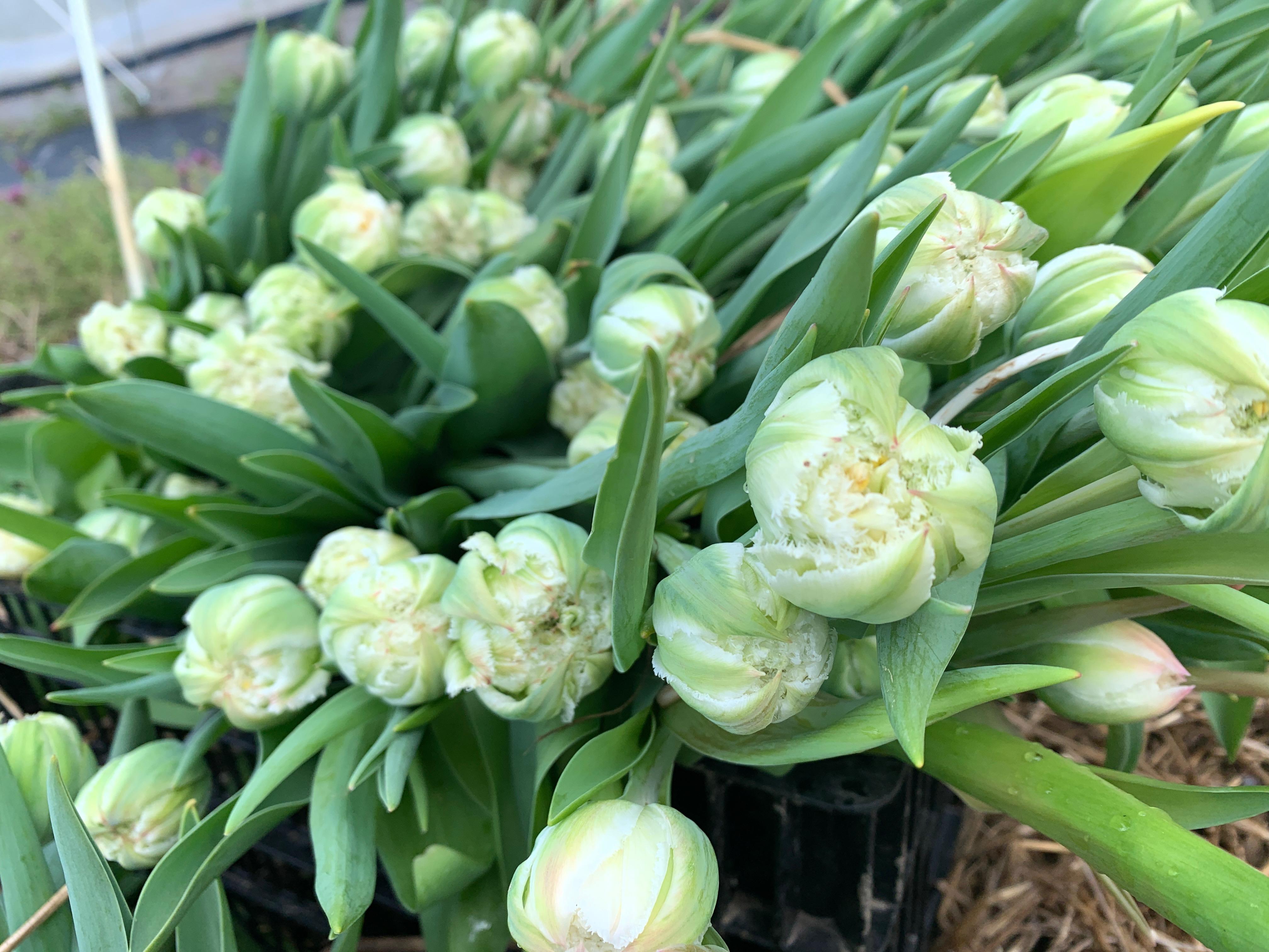 Tulip Fringed 'Snow Crystal (double)' - Tulip (Shipping begins Fall 2020) from Leo Berbee Bulb Company