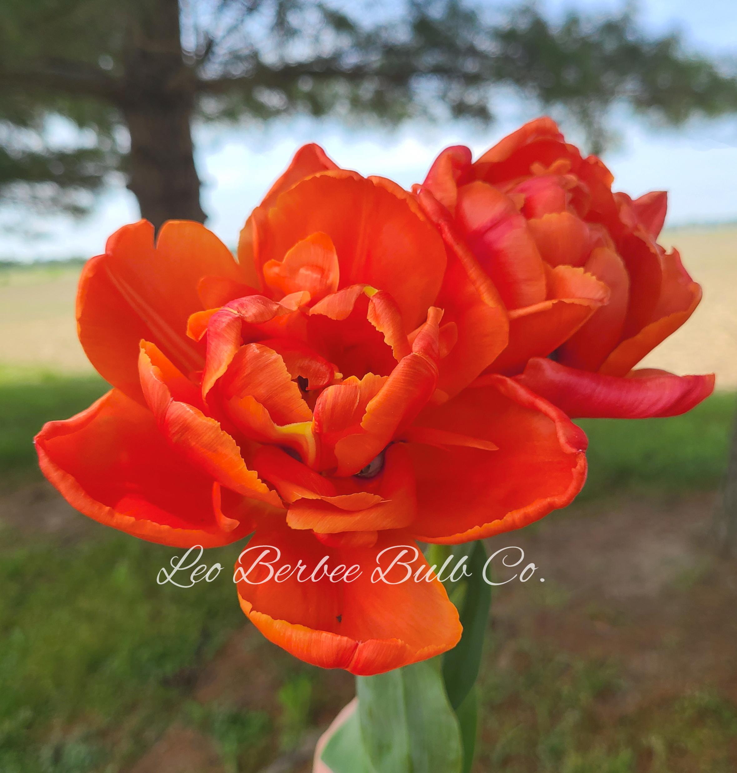 Tulip Double Late 'Icoon' - Tulip from Leo Berbee Bulb Company