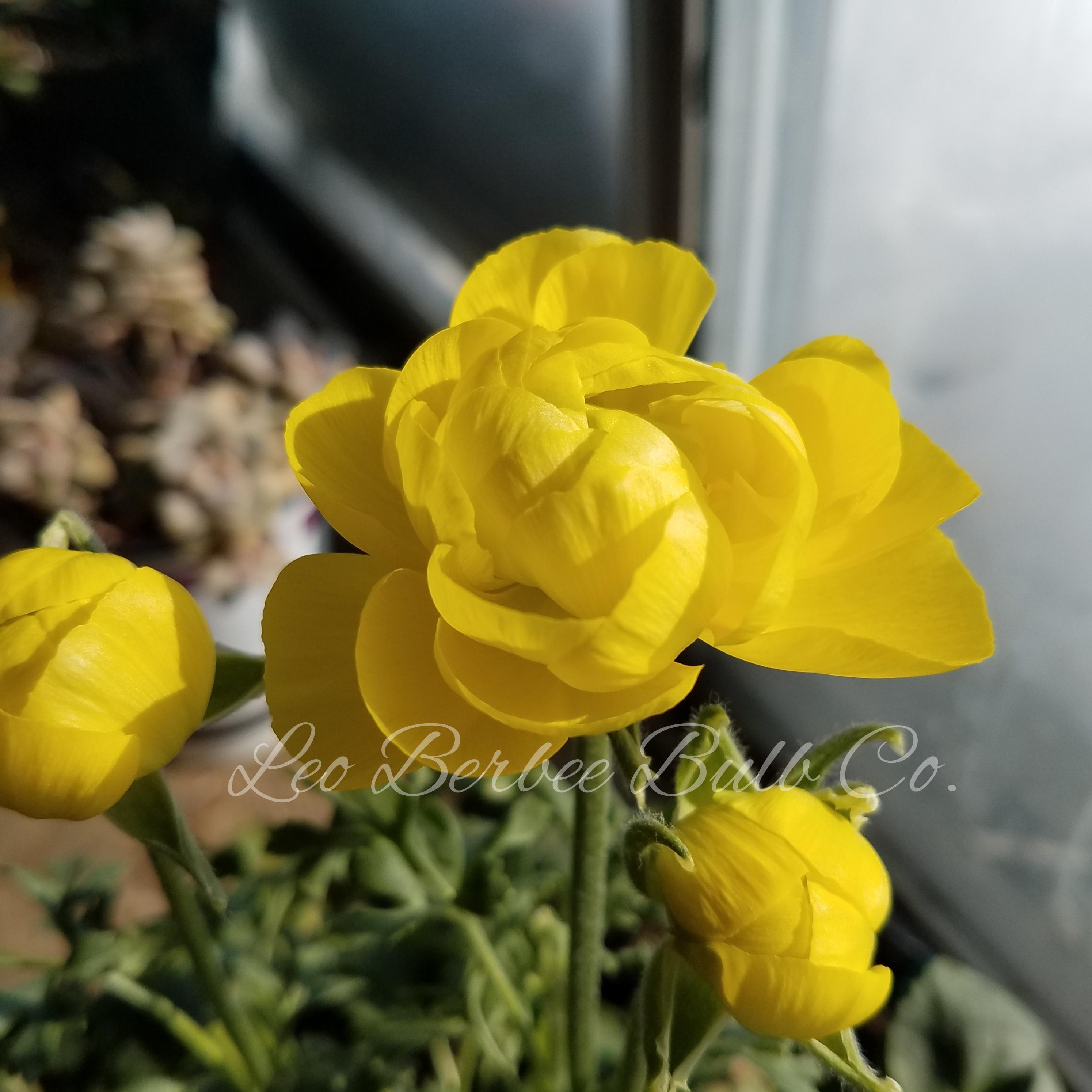 ranunculus Tecolote 'Yellow' - from Leo Berbee Bulb Company