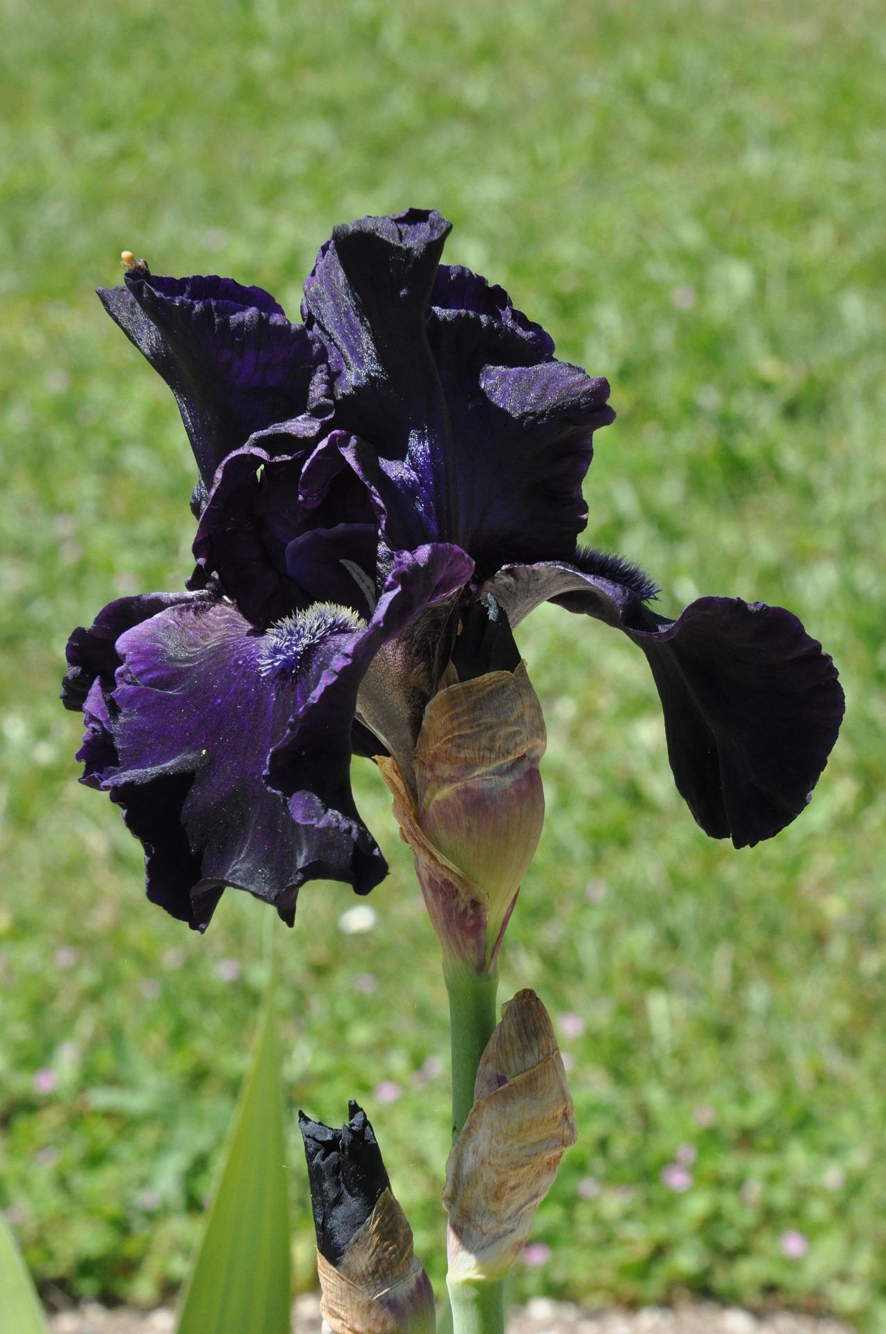 Iris Germanica Black from Leo Berbee Bulb Company