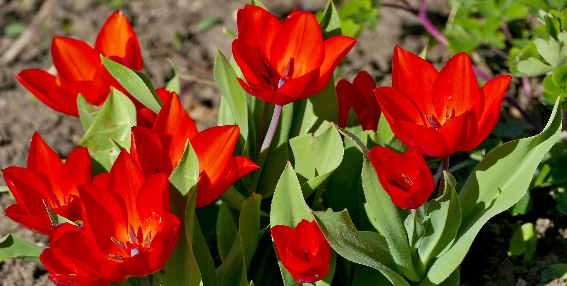 Tulip Bunchflowering Pr. Fusilier from Leo Berbee Bulb Company