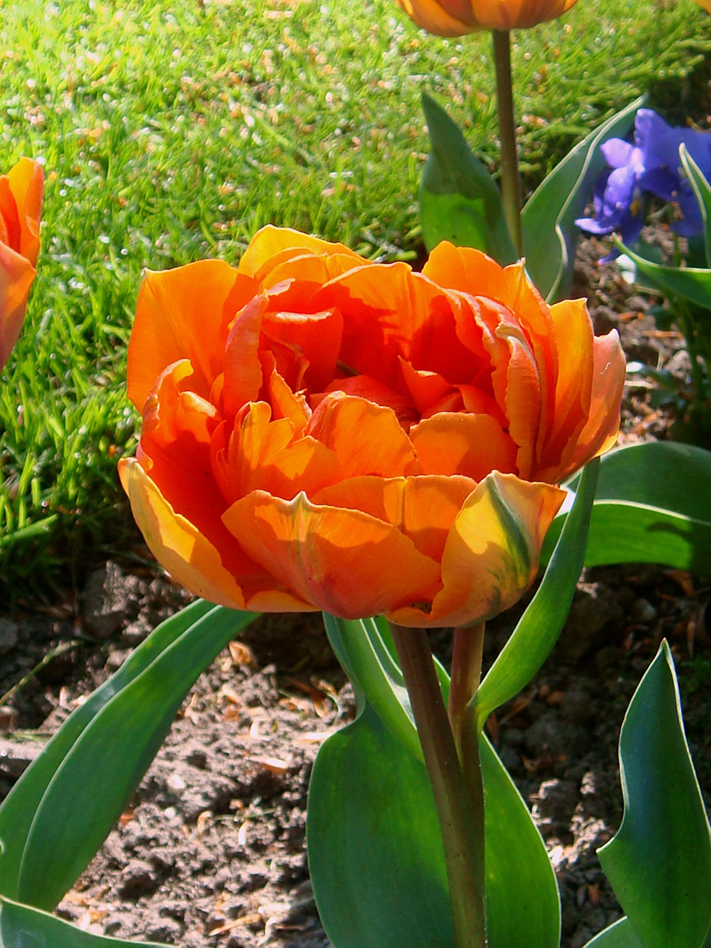 Tulip Double Late Orange Princess from Leo Berbee Bulb Company