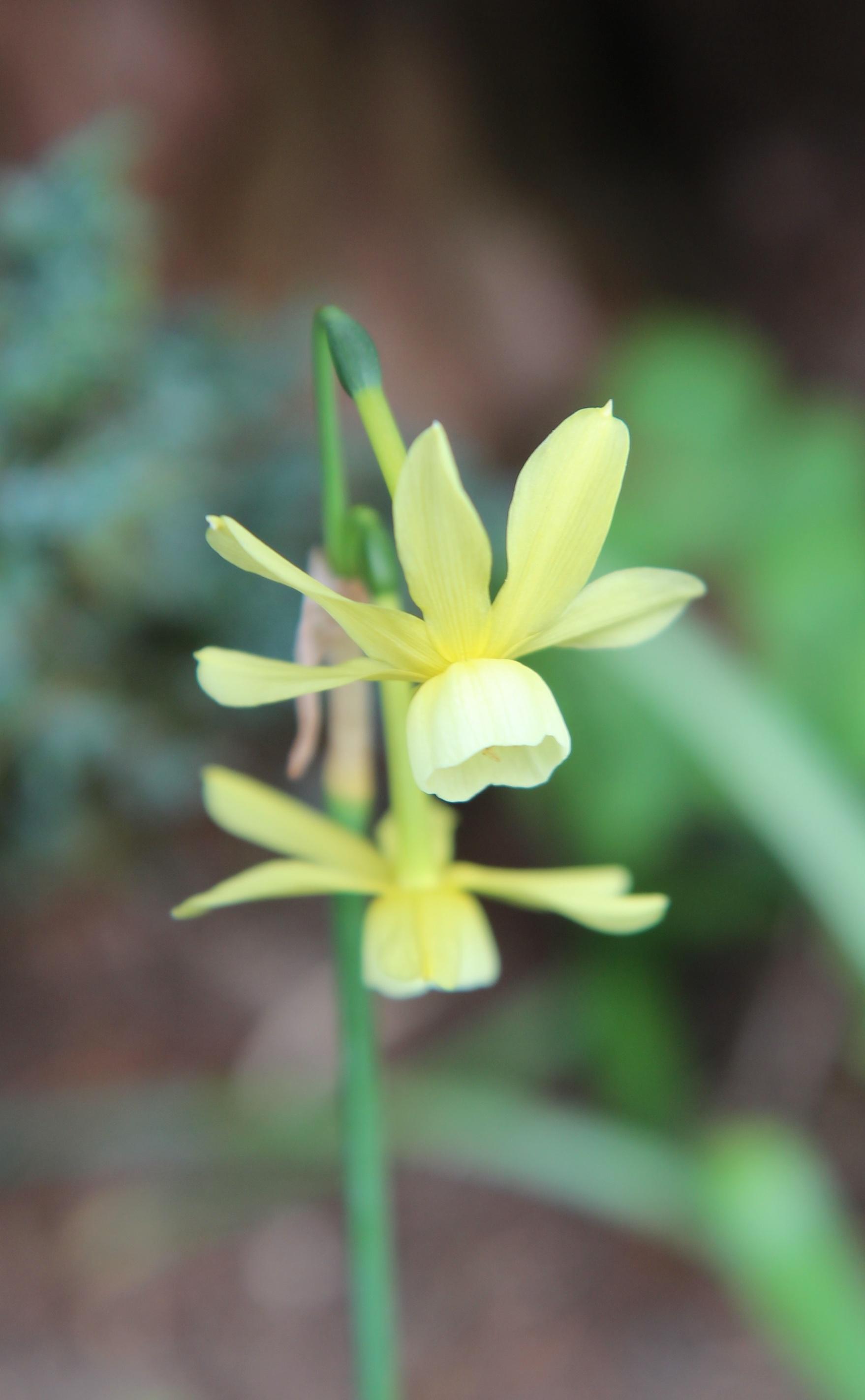 Daffodil Triandrus Hawera from Leo Berbee Bulb Company