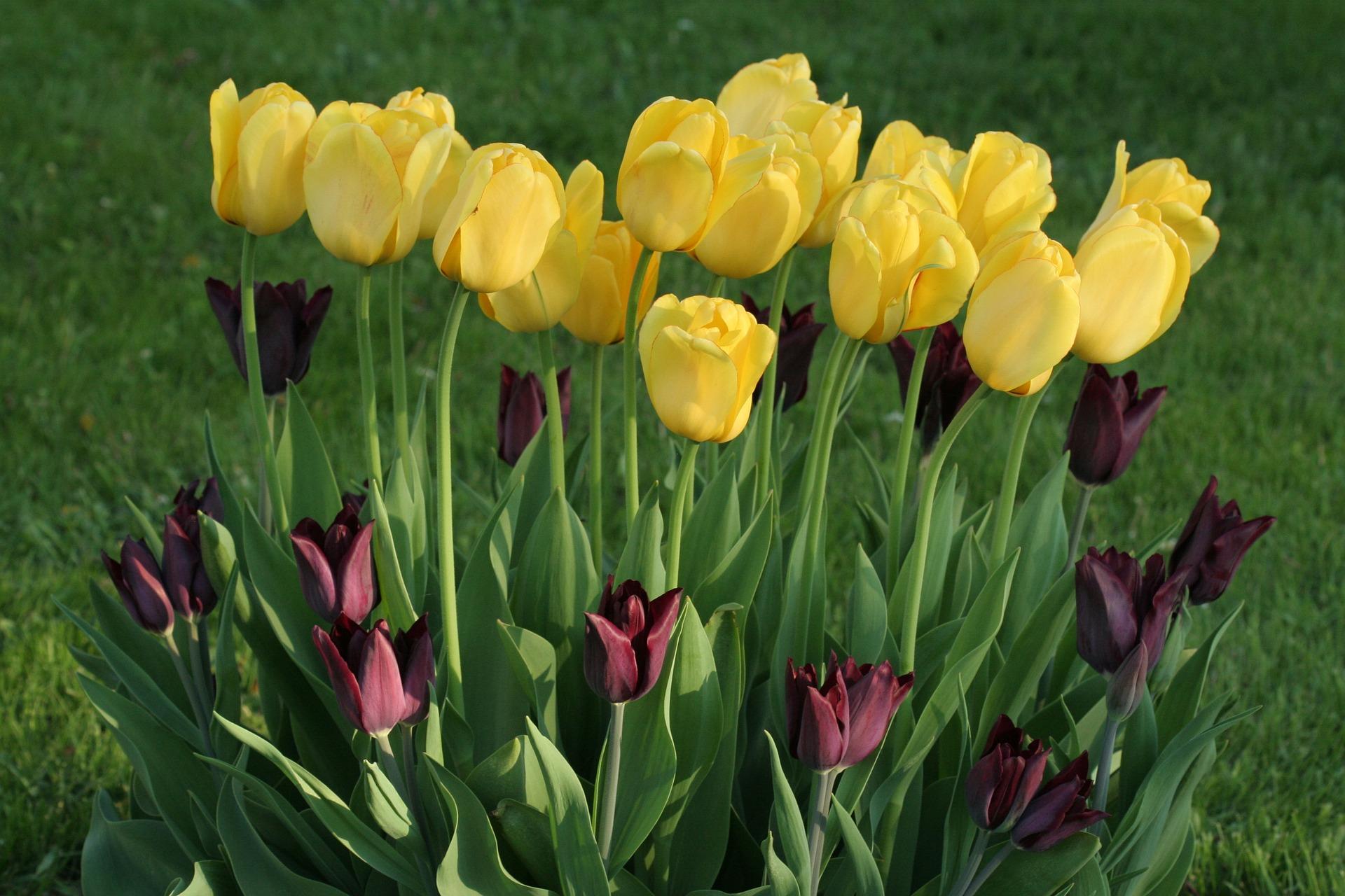 Tulip Darwin Hybrid Novi Sun from Leo Berbee Bulb Company