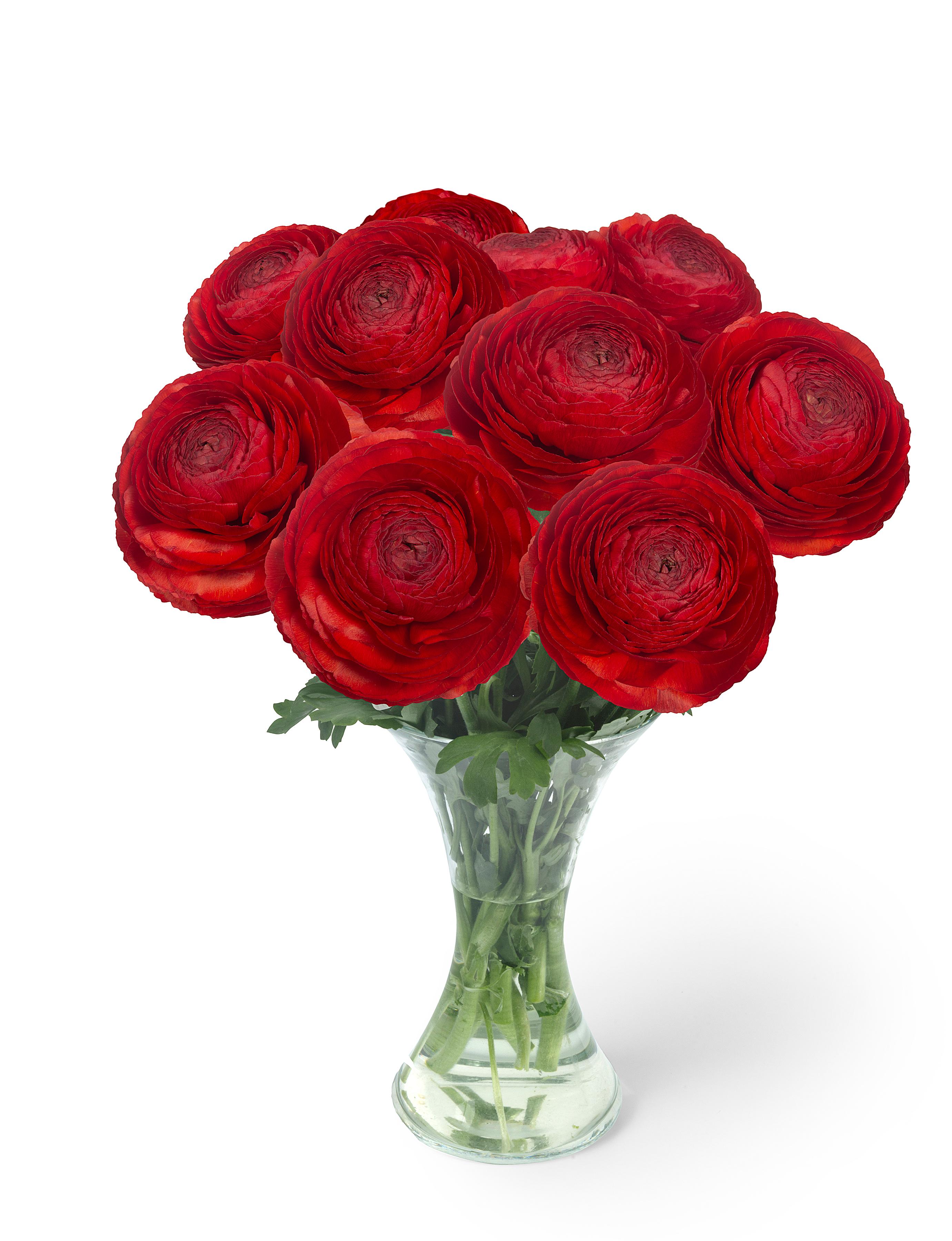 Ranunculus Romance Get Lucky from Leo Berbee Bulb Company