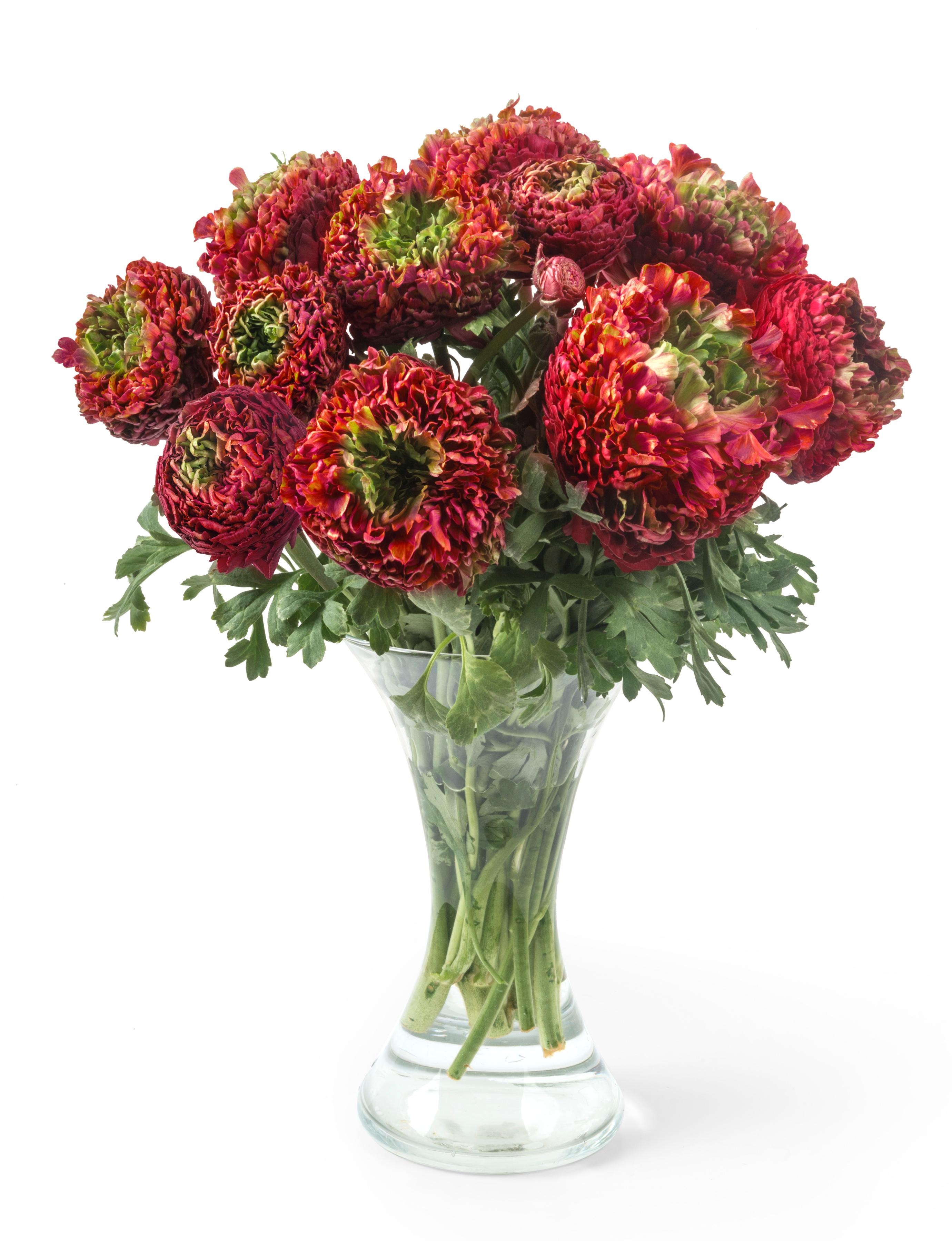 Ranunculus Romance Odon from Leo Berbee Bulb Company