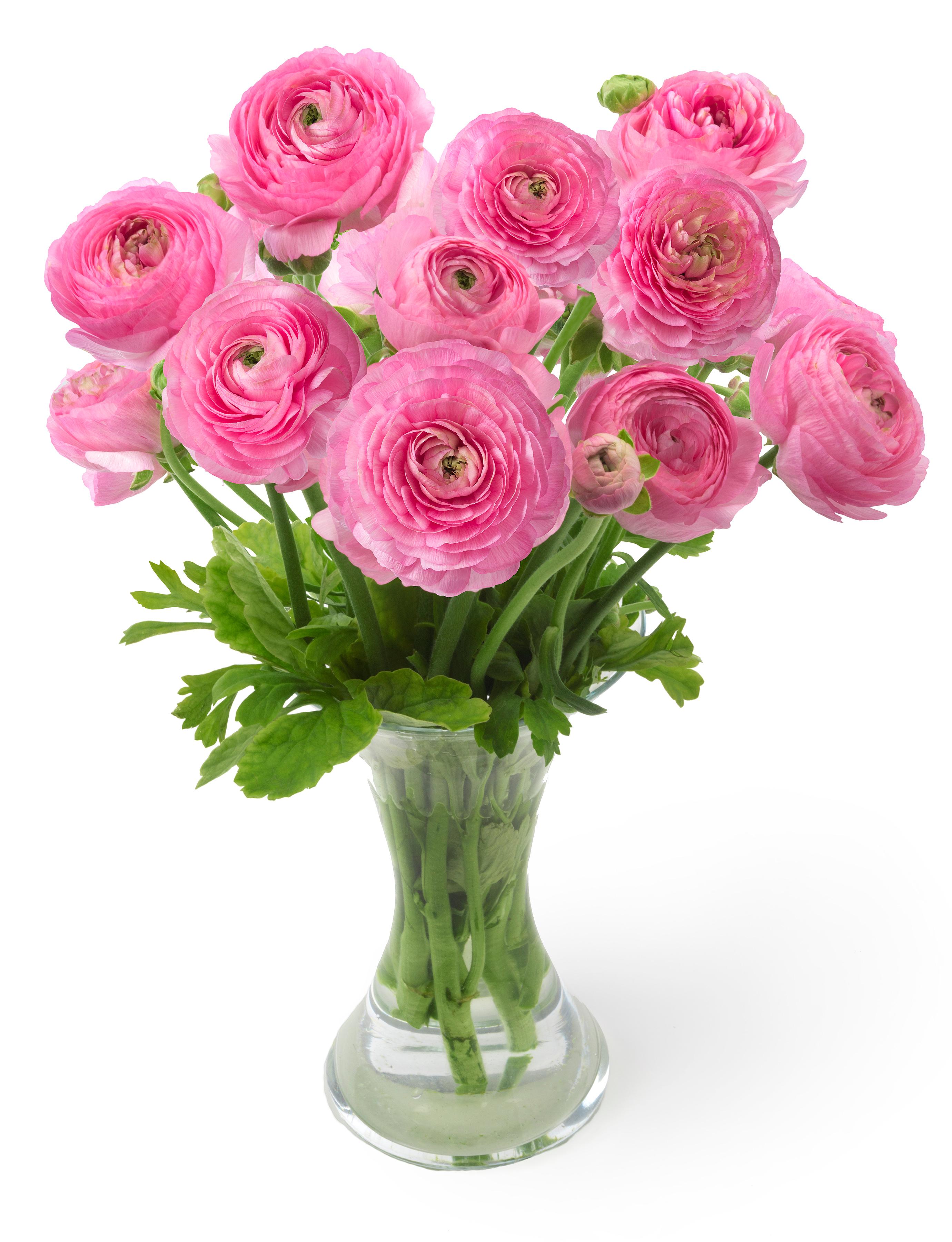 Ranunculus Romance Rosy Cheeks from Leo Berbee Bulb Company