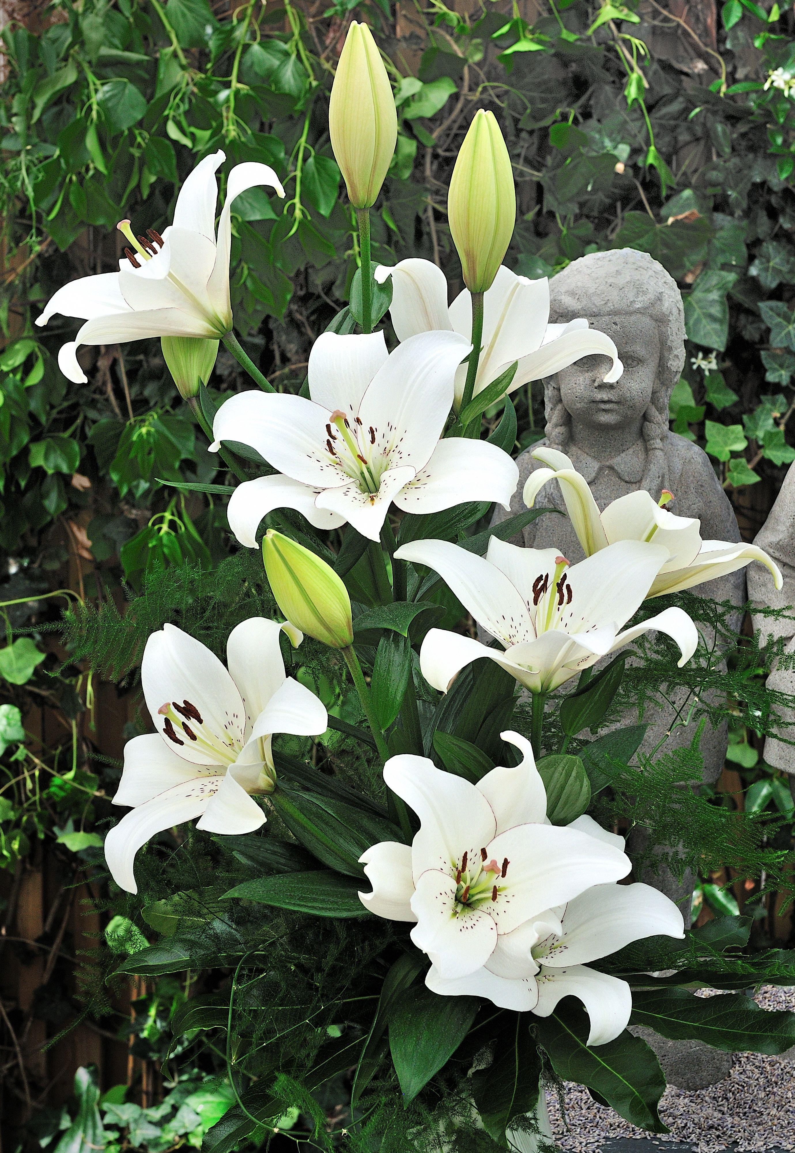 Lilies Longiflorum Asiatic Eyeliner from Leo Berbee Bulb Company