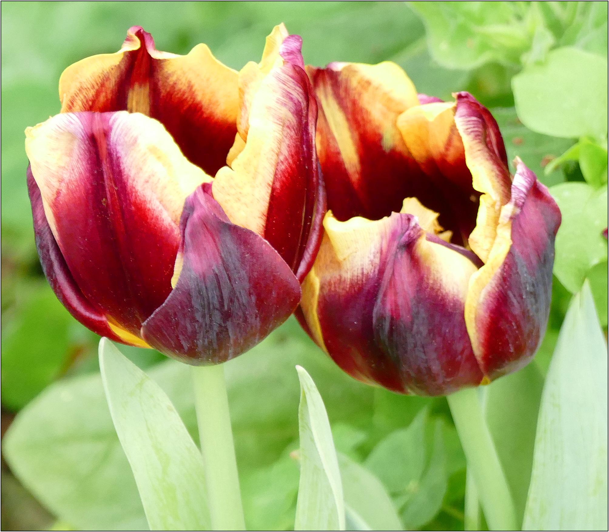Tulip Triumph Gavota from Leo Berbee Bulb Company