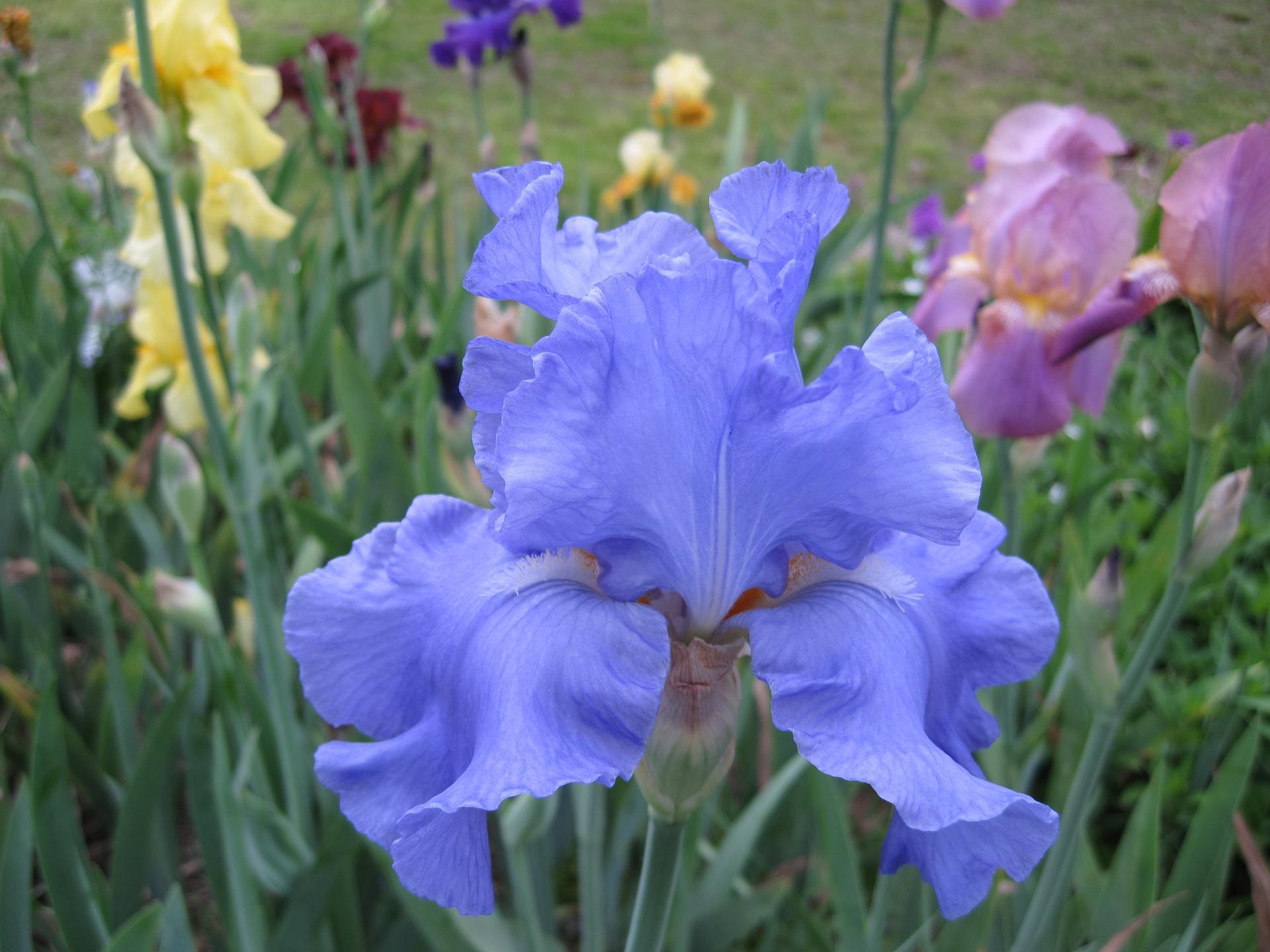 Iris Germanica Dark Blue from Leo Berbee Bulb Company
