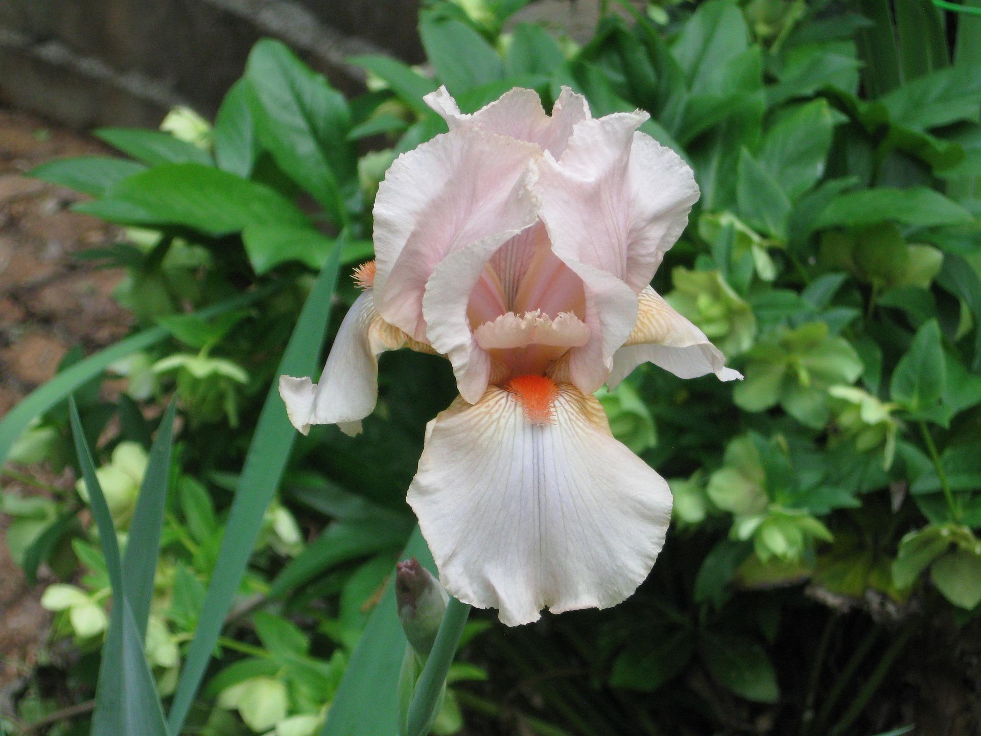 Iris Germanica Pink from Leo Berbee Bulb Company