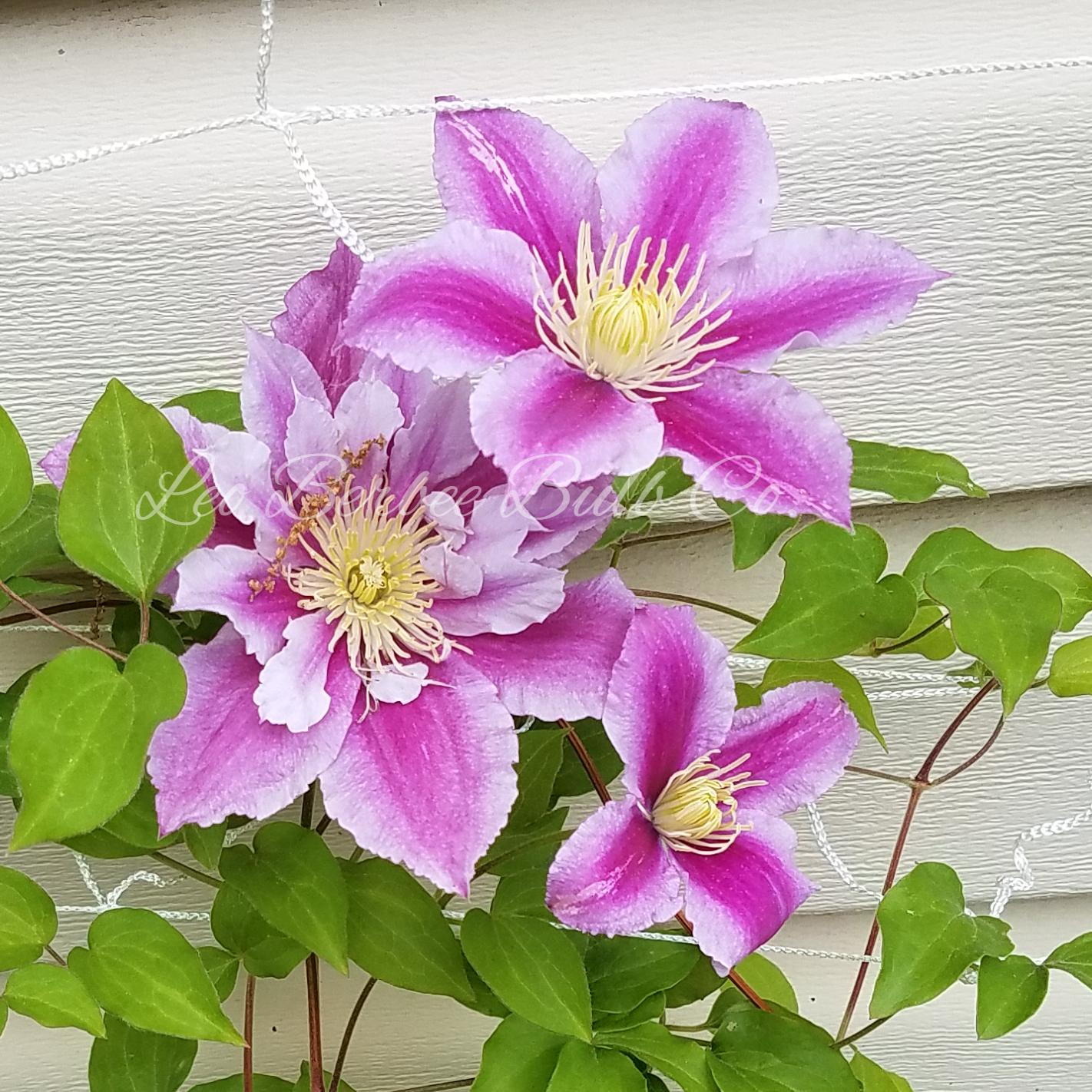 Clematis Piilu from Leo Berbee Bulb Company