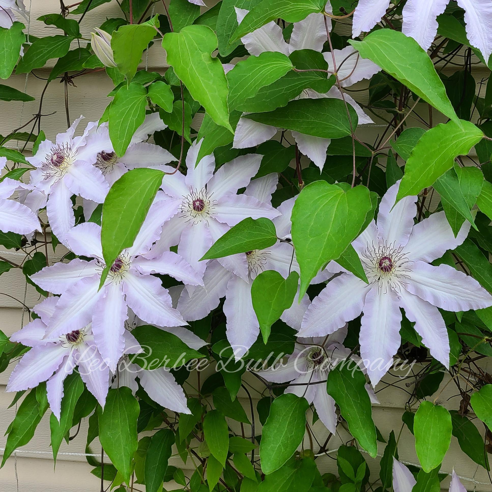 Clematis Claire de Lune from Leo Berbee Bulb Company
