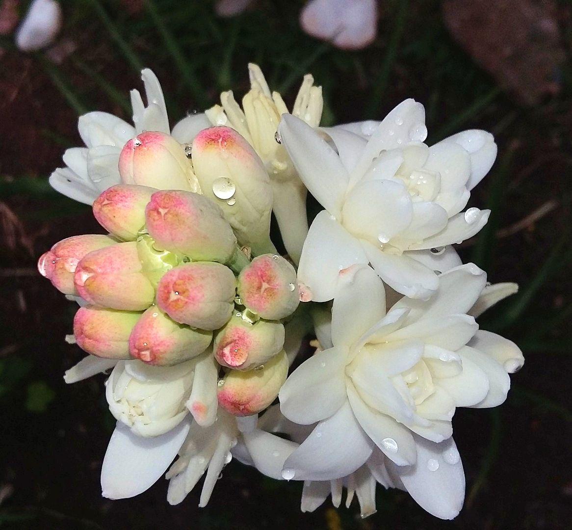 Polianthes Tuberosa The Pearl from Leo Berbee Bulb Company
