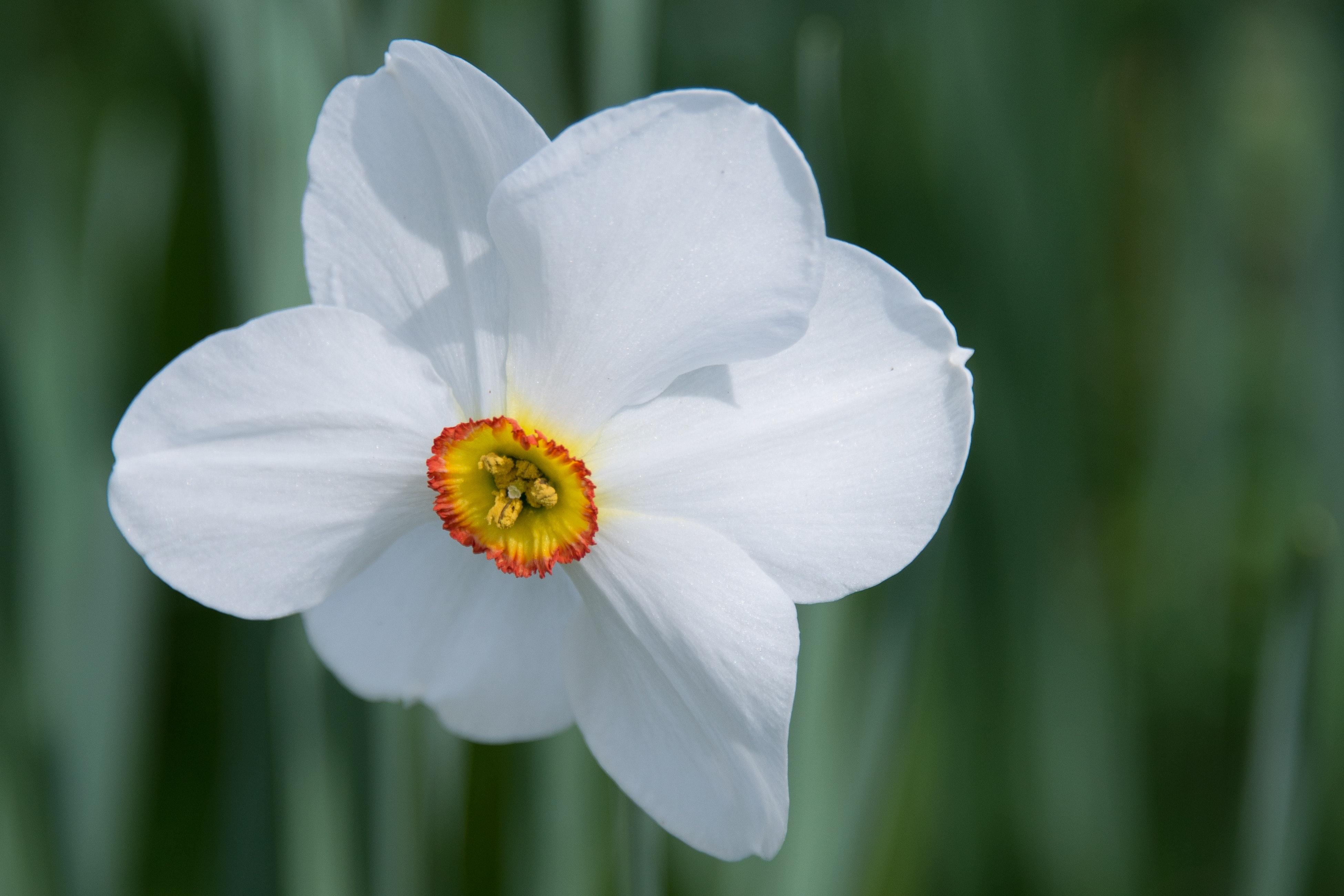 Daffodil Poeticus Actaea from Leo Berbee Bulb Company