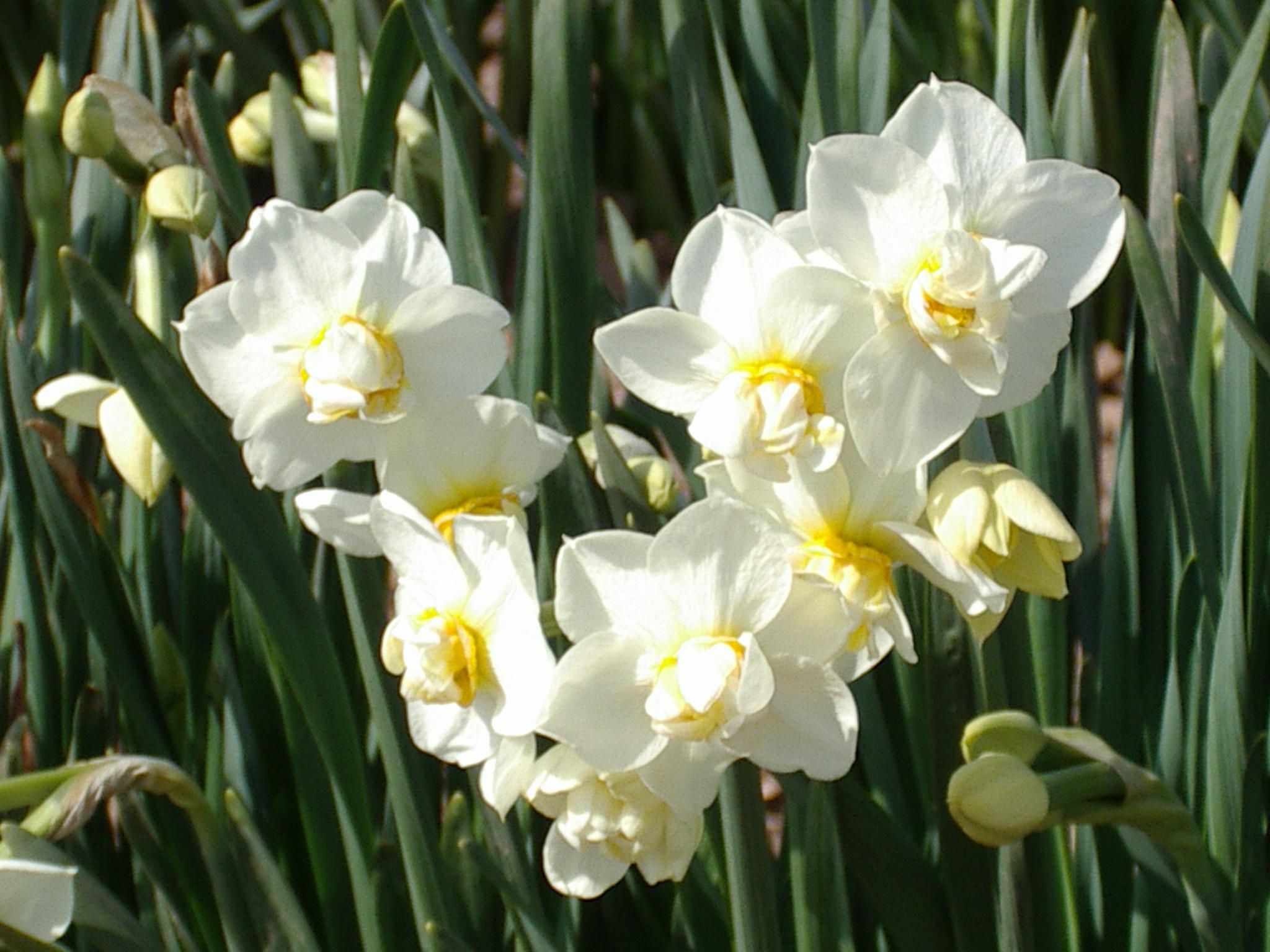 Daffodil Double Cheerfulness from Leo Berbee Bulb Company