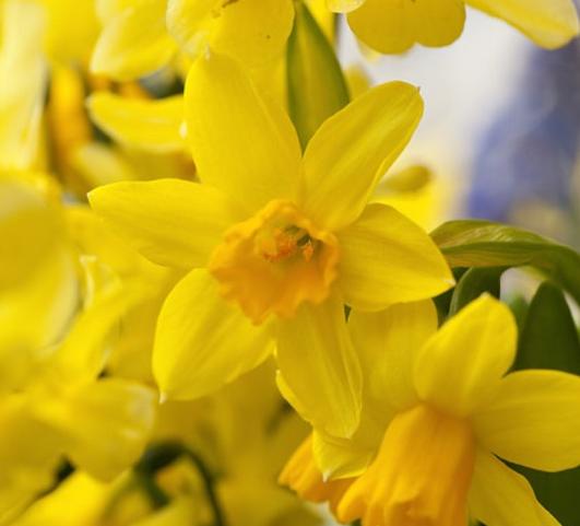 Daffodil Miniature Tete a Tete from Leo Berbee Bulb Company