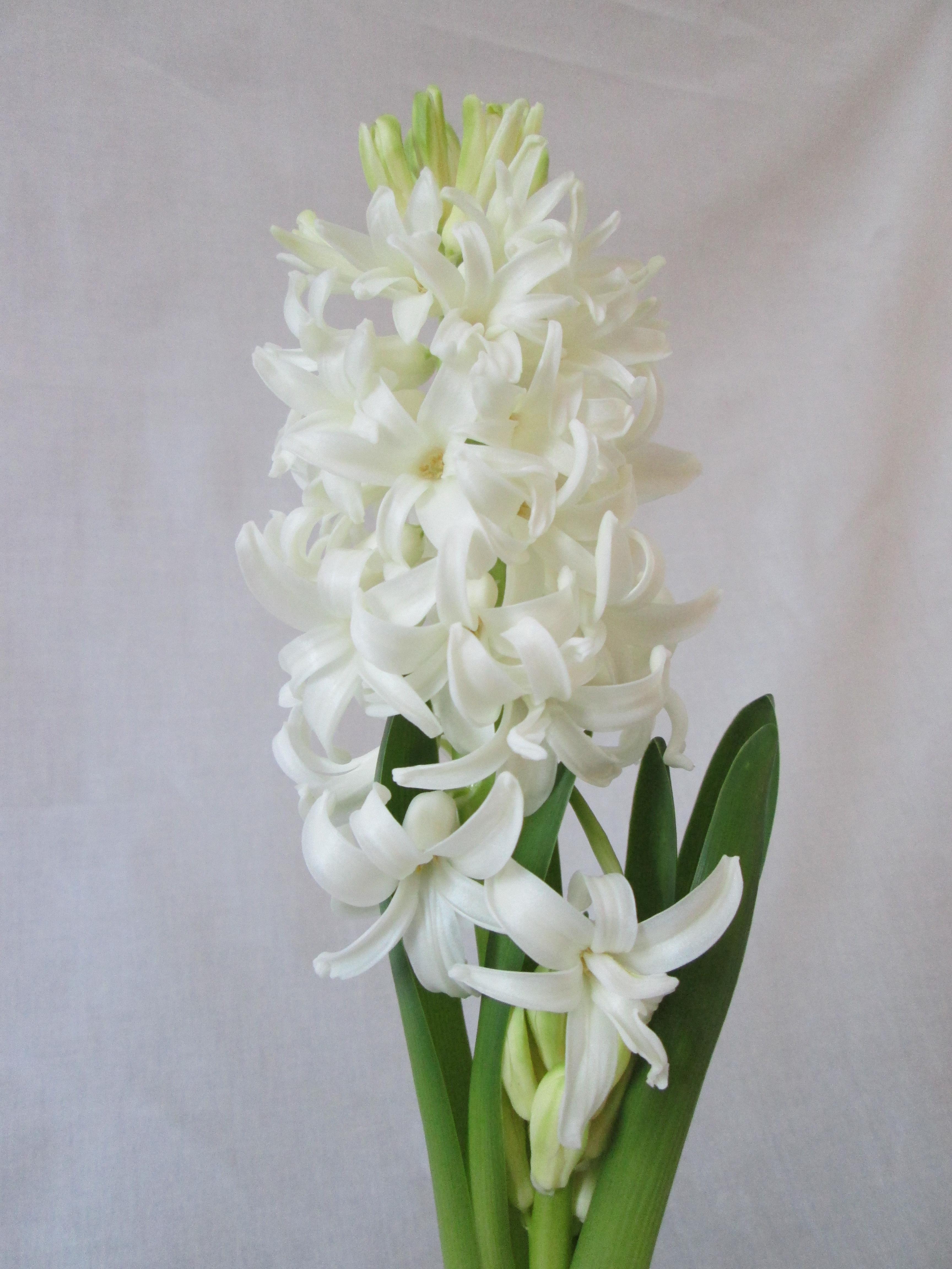 Hyacinth White Pearl from Leo Berbee Bulb Company