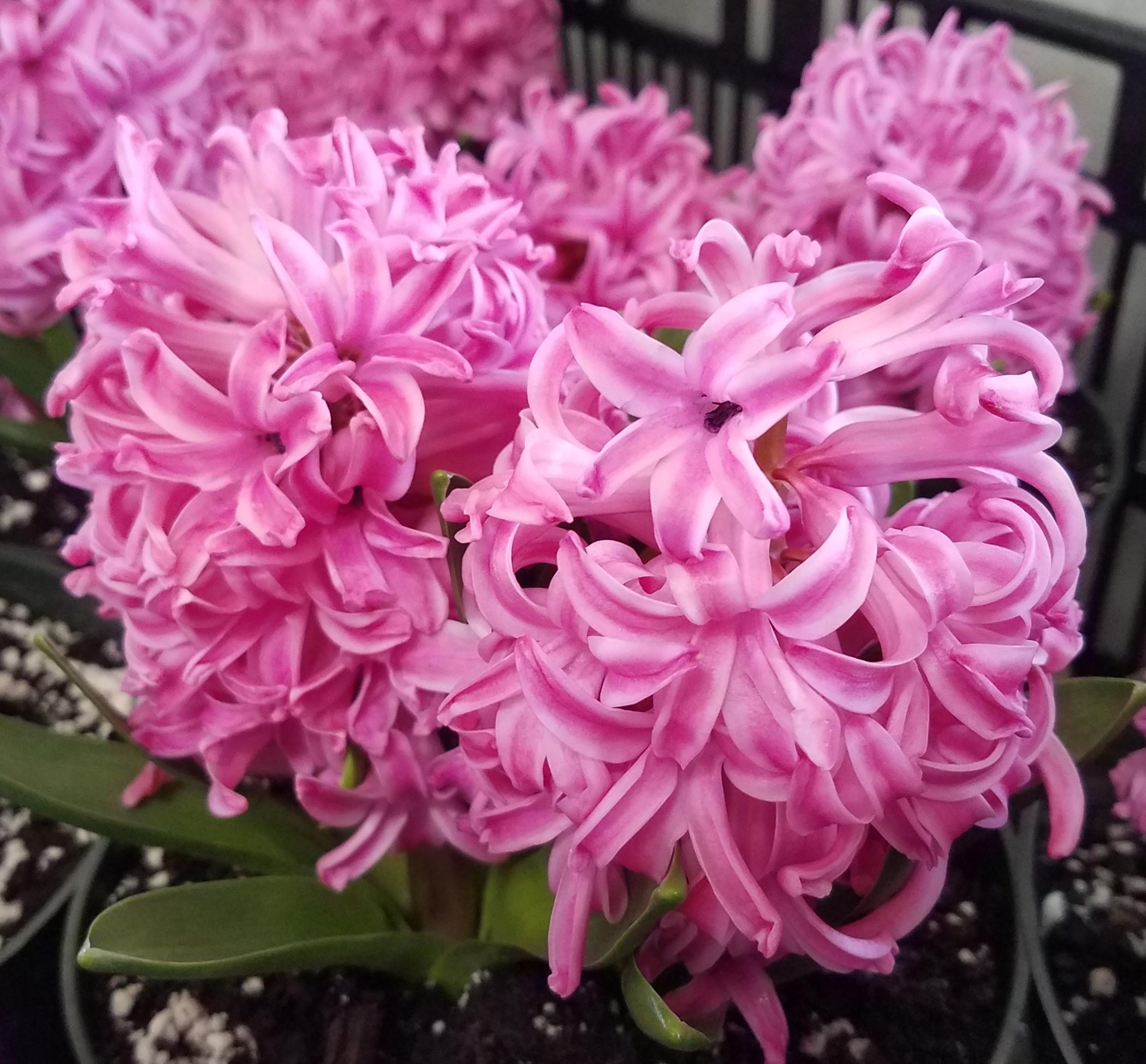Hyacinth Pink Pearl from Leo Berbee Bulb Company