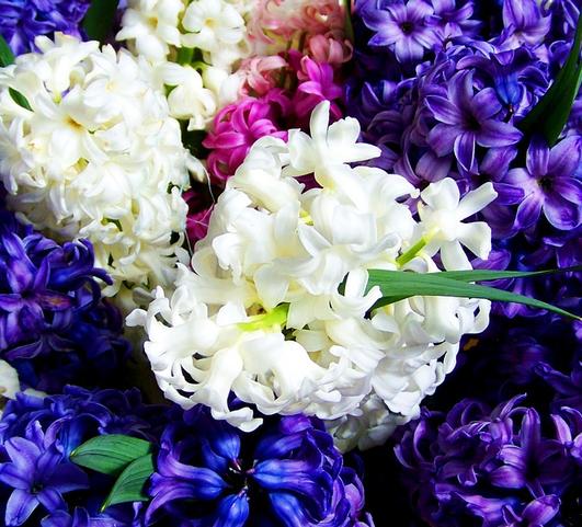 Hyacinth Mixed from Leo Berbee Bulb Company