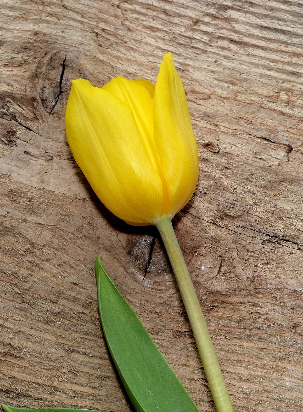 Tulip Fosteriana Golden Emperor/Candela from Leo Berbee Bulb Company