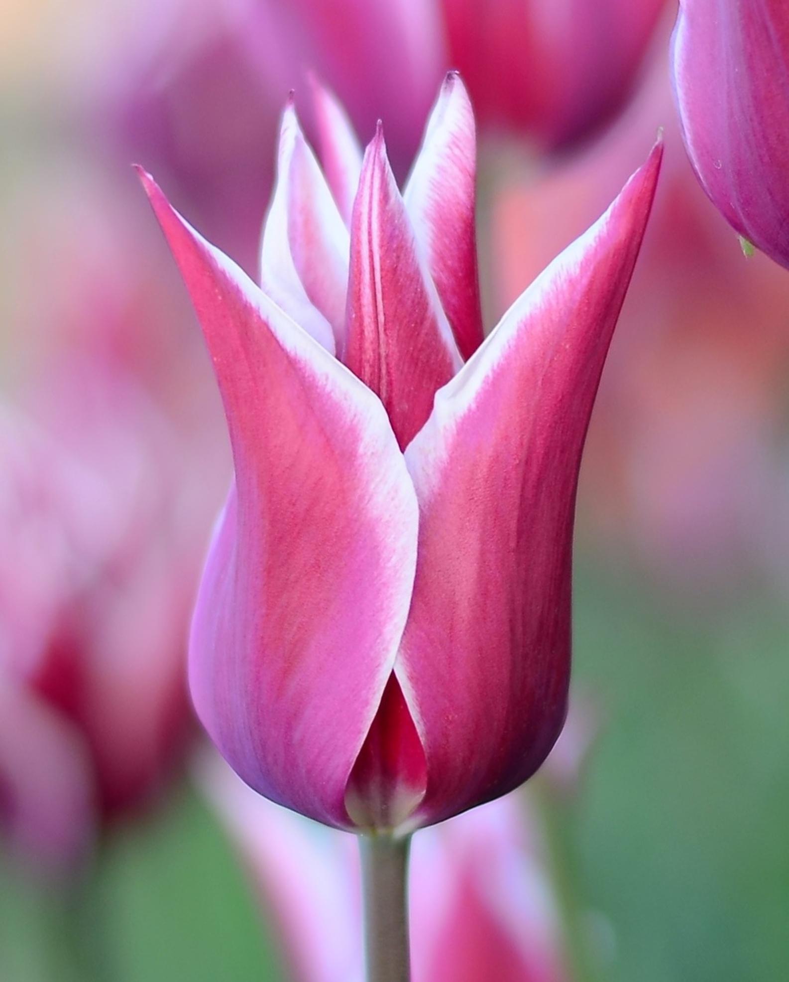 Tulip Lily Flowering Claudia from Leo Berbee Bulb Company