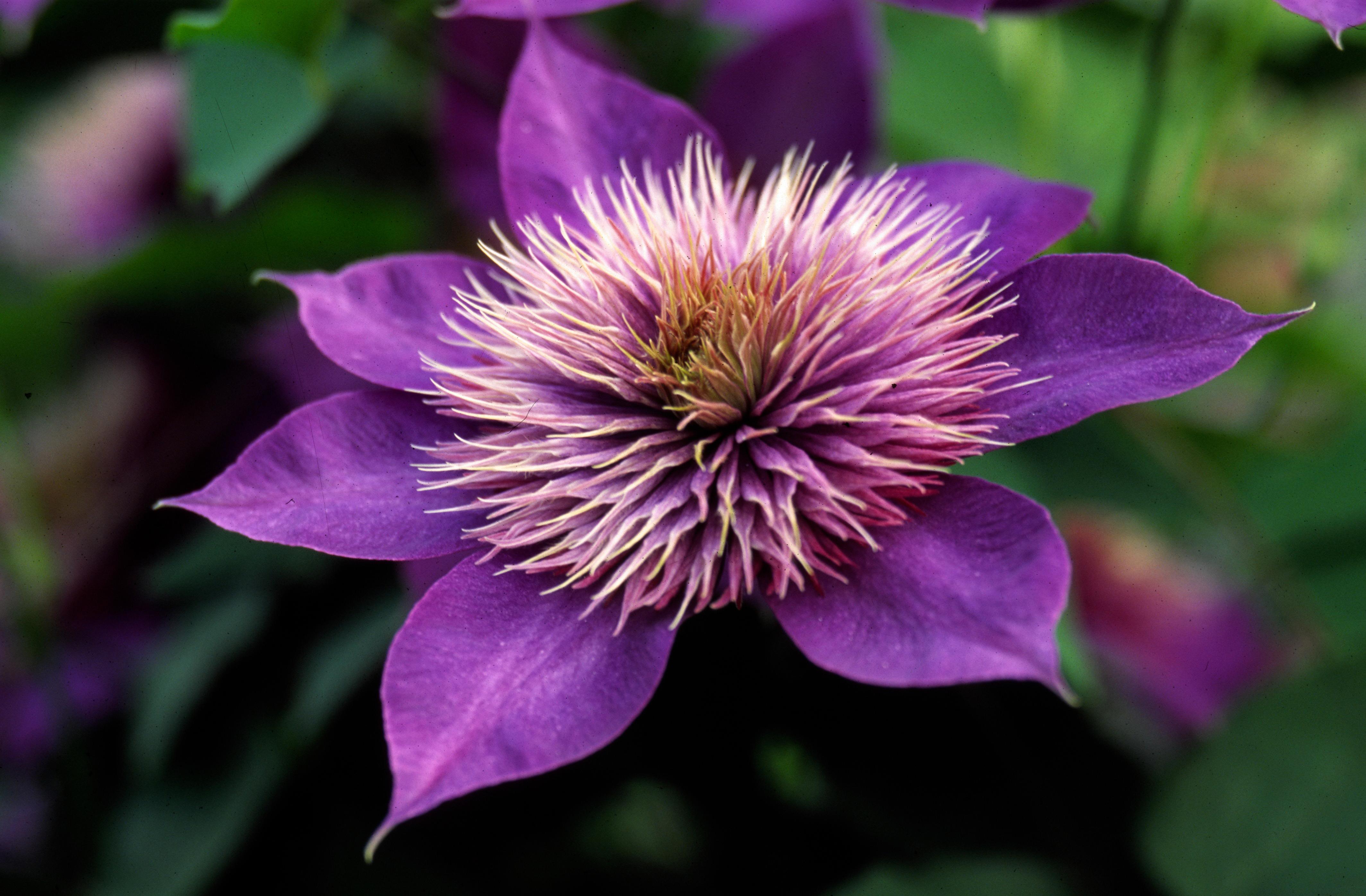 Clematis Double Multi Blue from Leo Berbee Bulb Company