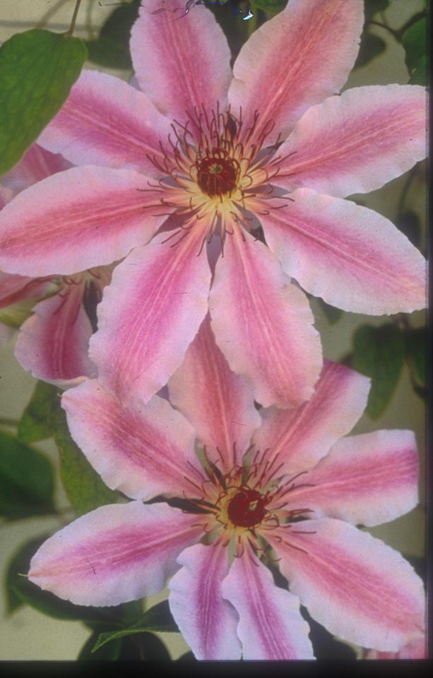 Clematis Nelly Moser from Leo Berbee Bulb Company