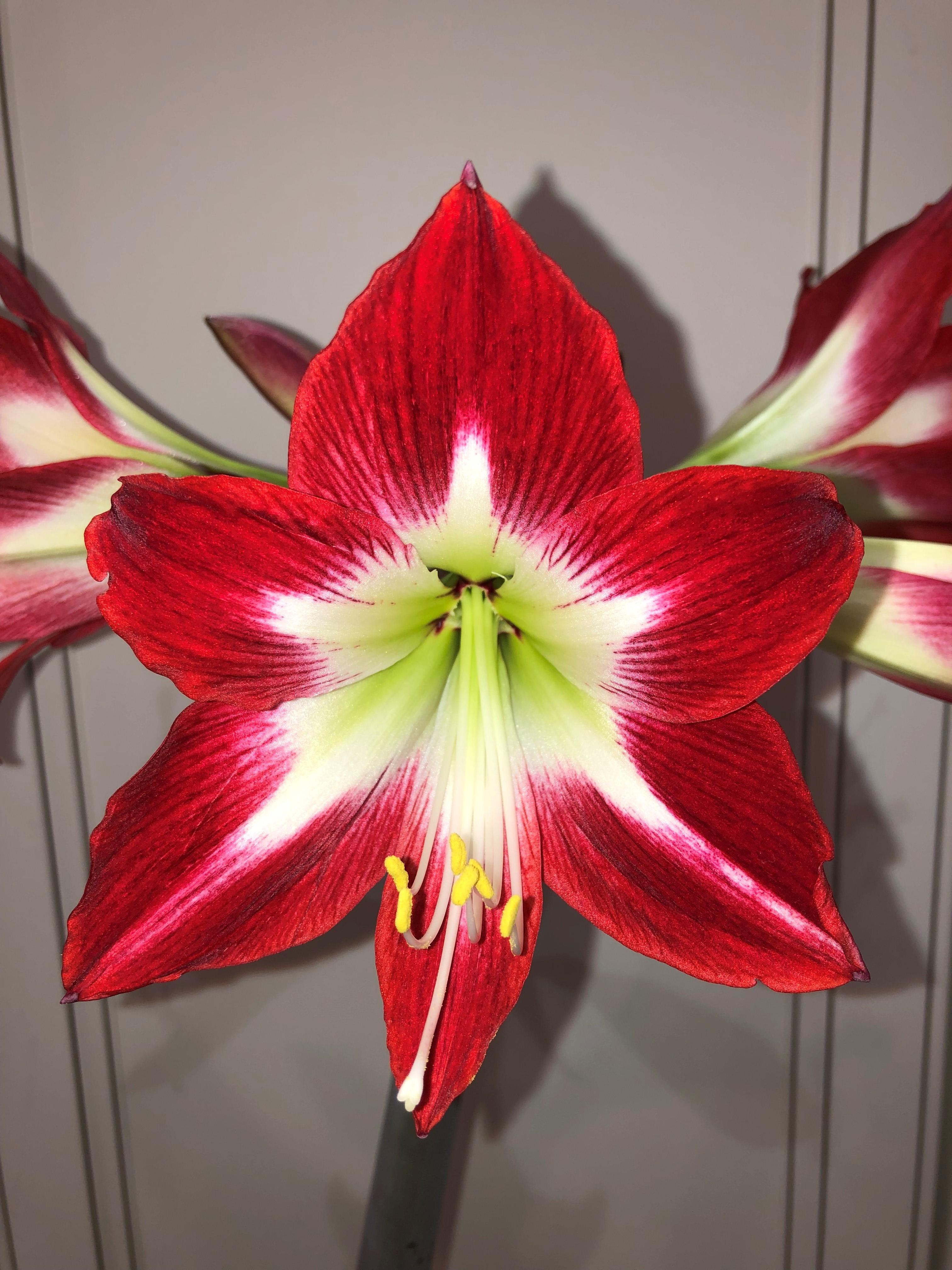 Hippeastrum Holland Tres Chic from Leo Berbee Bulb Company