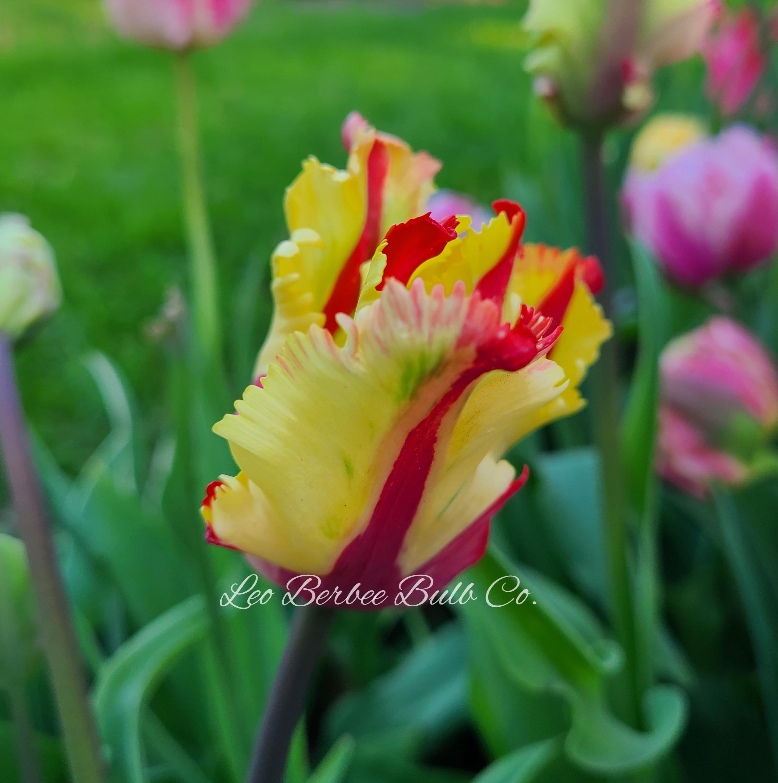 Tulip Parrot Flaming Parrot from Leo Berbee Bulb Company
