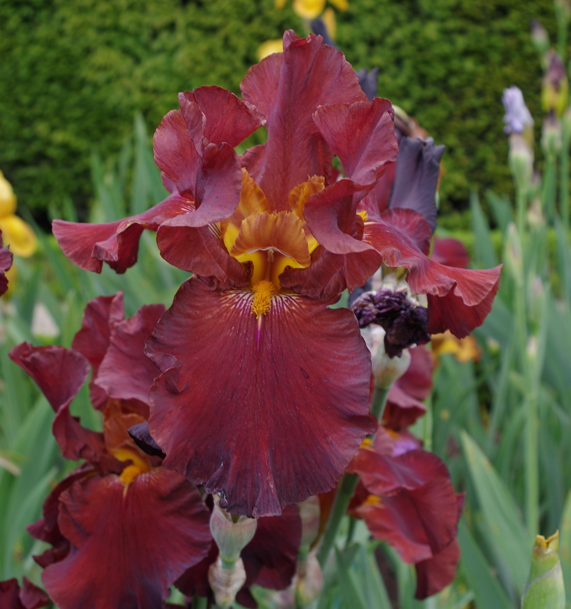 Iris Germanica Red from Leo Berbee Bulb Company