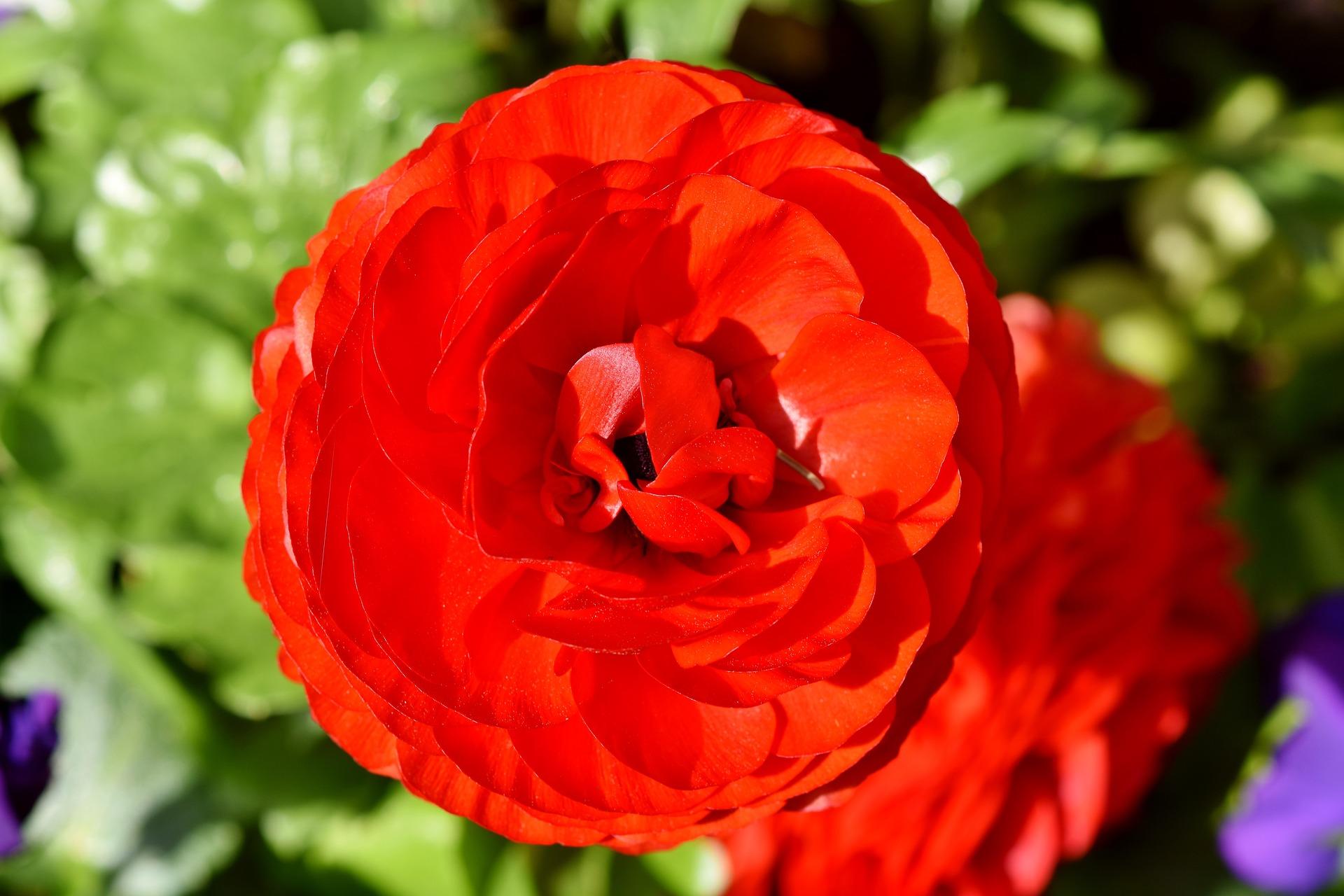 Ranunculus Tecolote Red from Leo Berbee Bulb Company