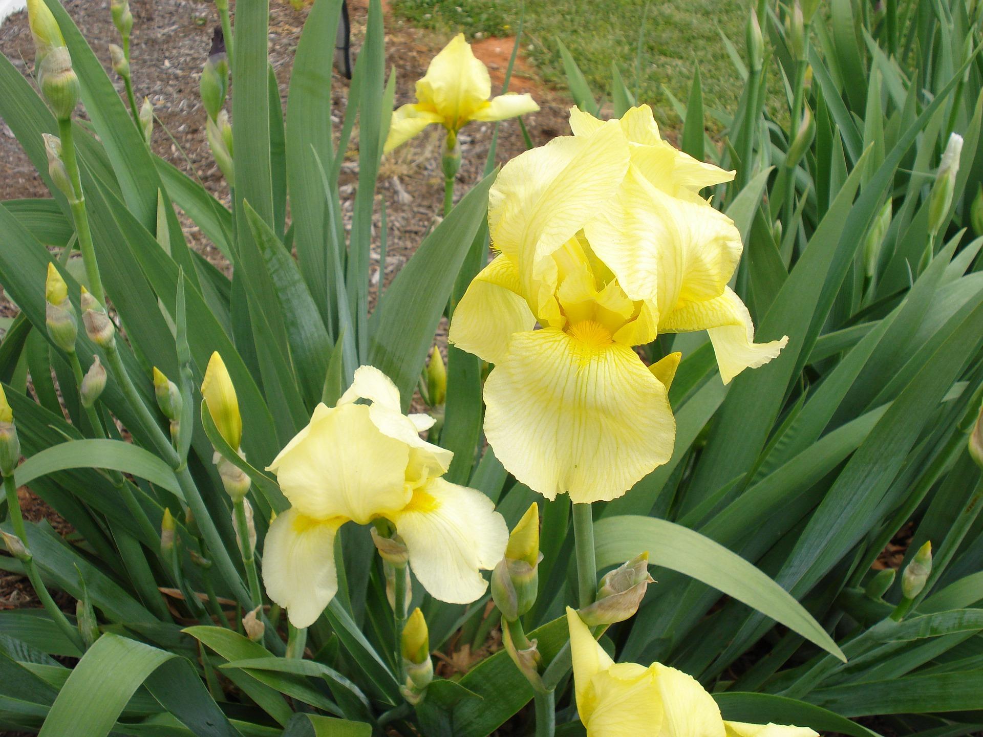 Iris Germanica Yellow from Leo Berbee Bulb Company