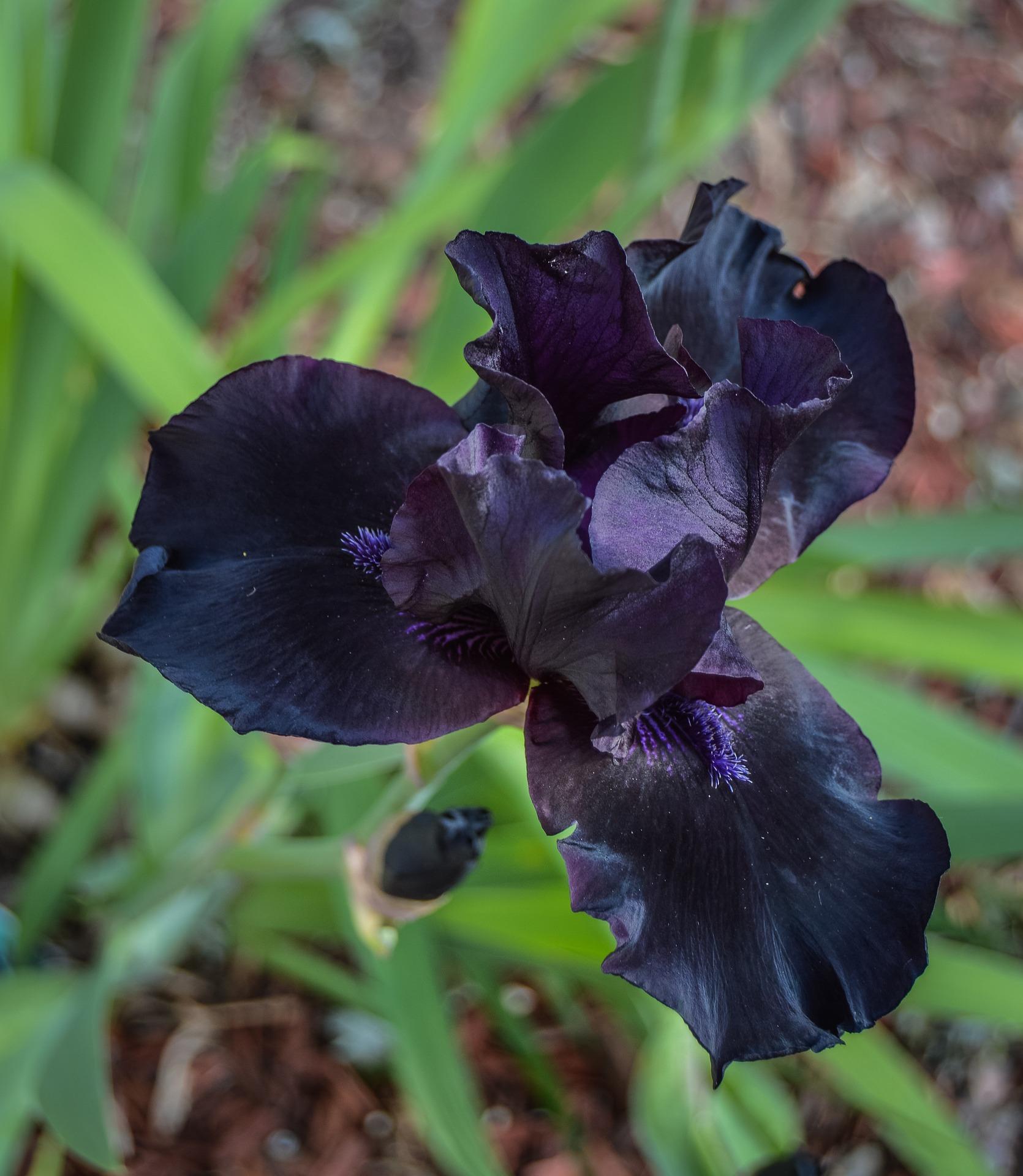 Iris Germanica Black from Leo Berbee Bulb Company