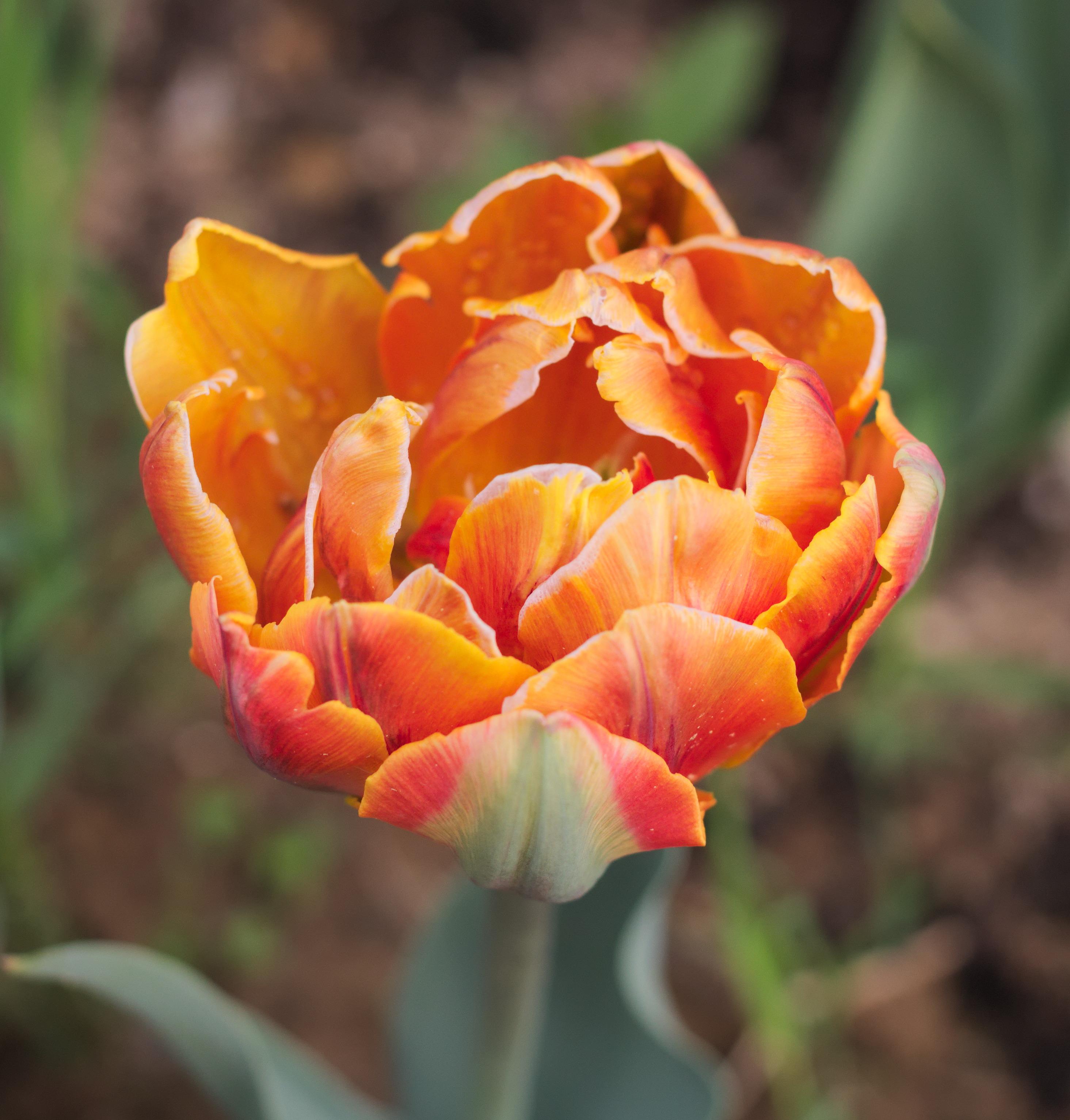 Tulip Double Late Orange Princess from Leo Berbee Bulb Company
