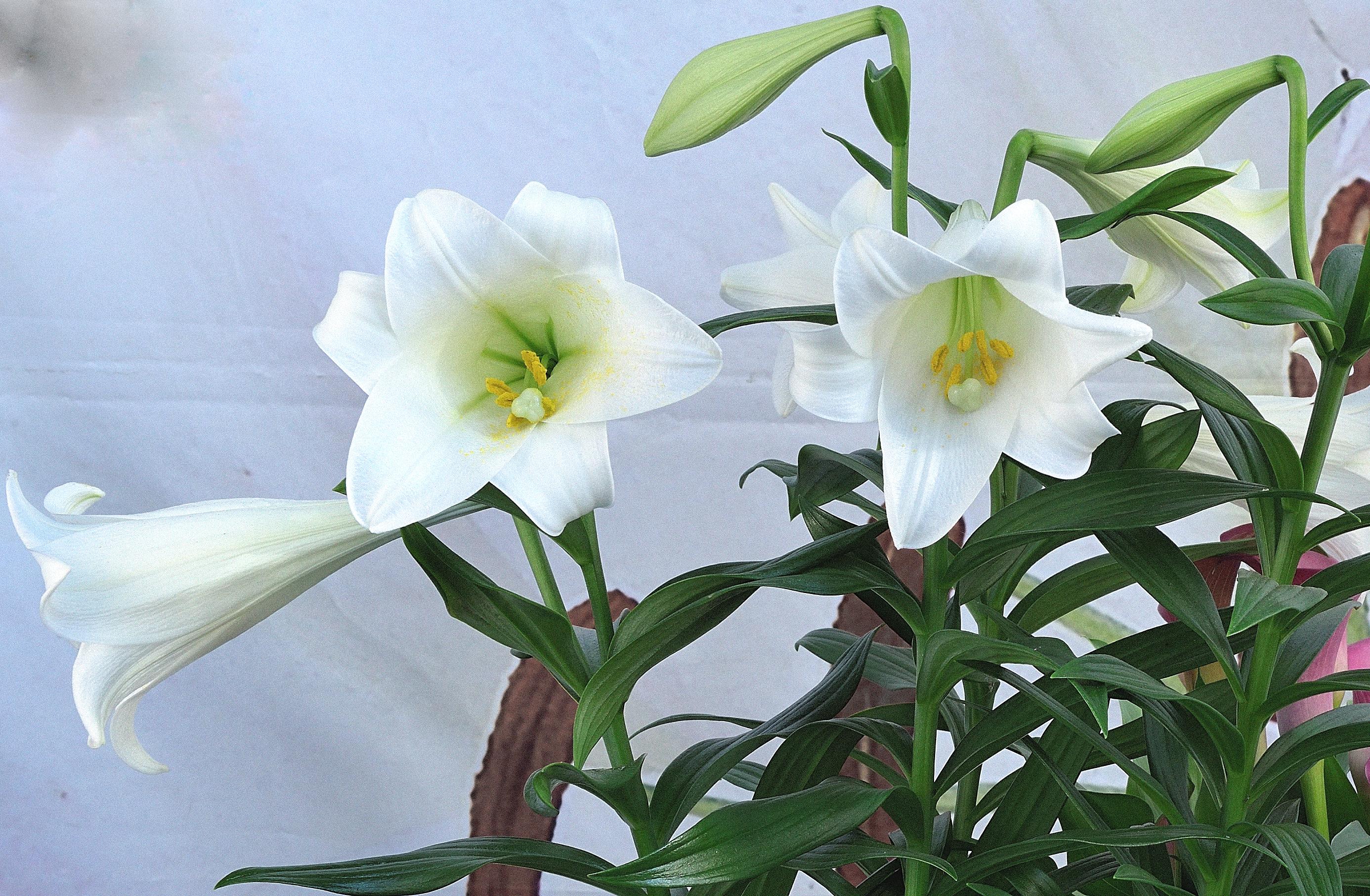 Easter Lily Miracle from Leo Berbee Bulb Company