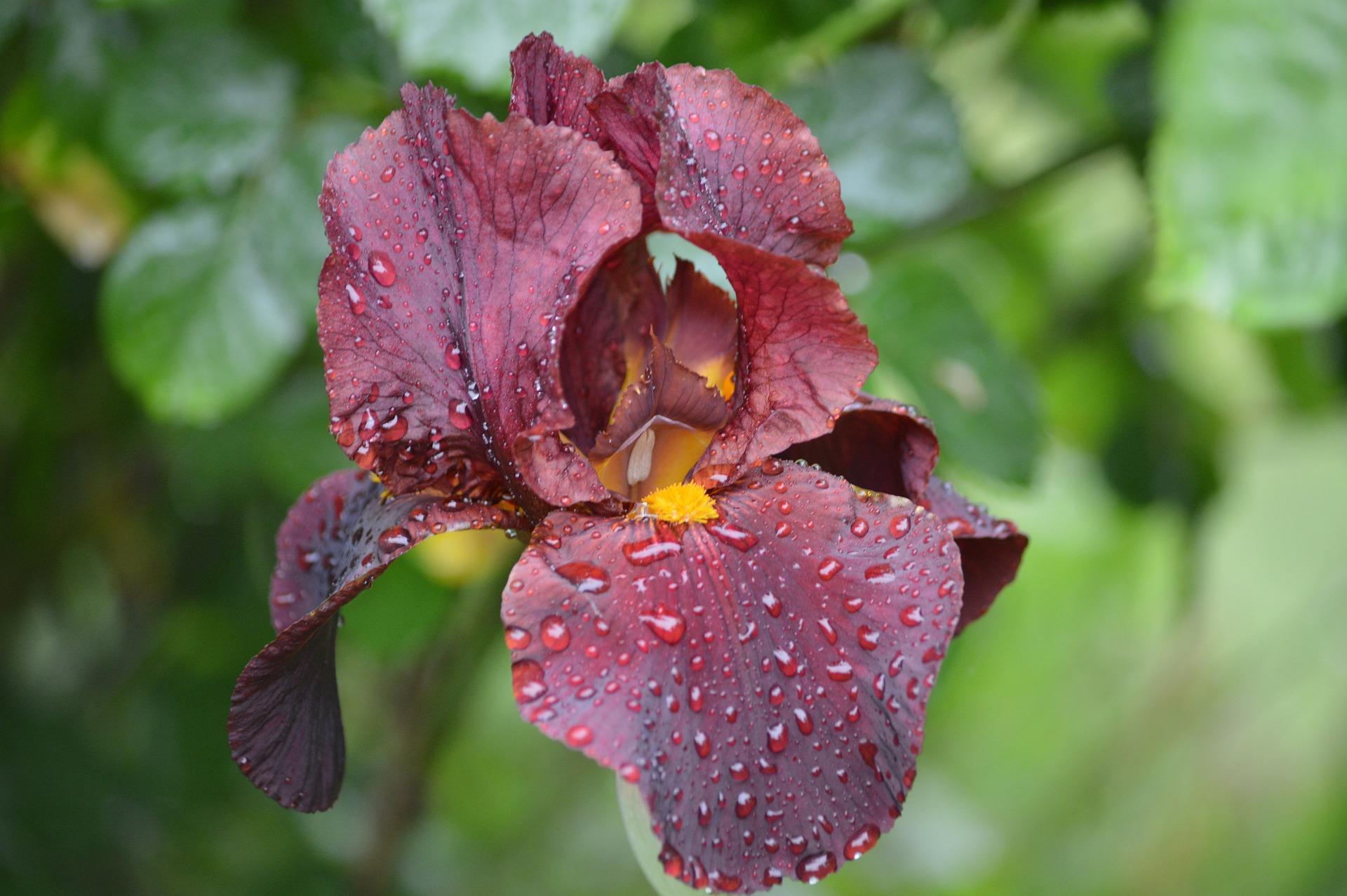 Iris Germanica Red from Leo Berbee Bulb Company