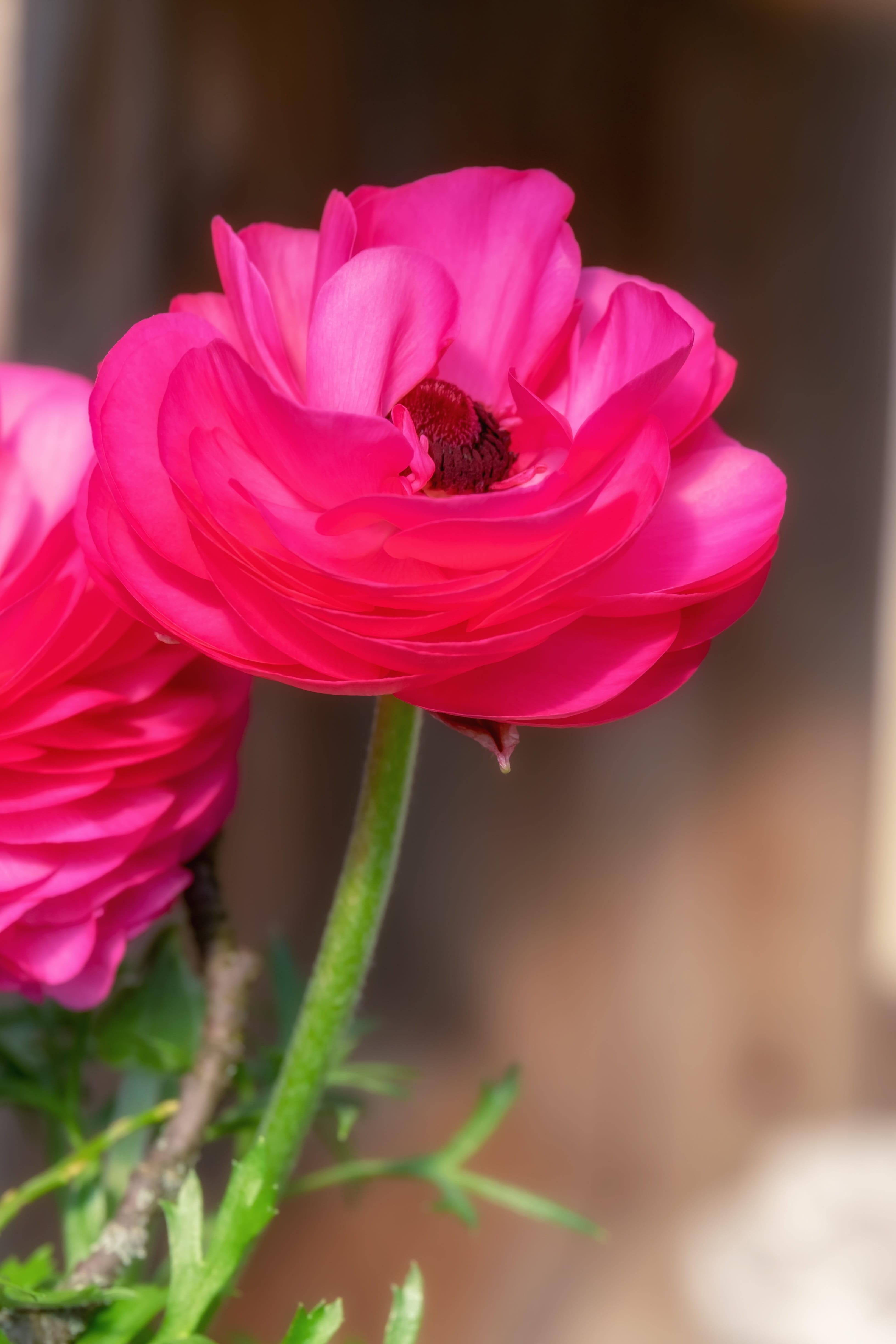Ranunculus Tecolote Rose from Leo Berbee Bulb Company