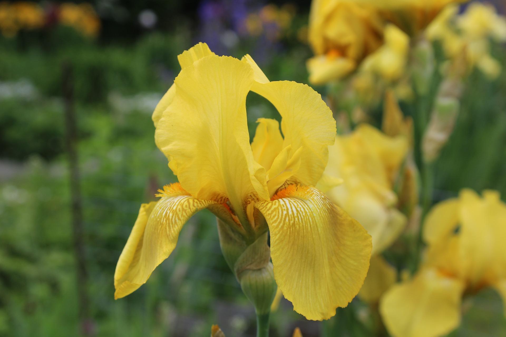 Iris Germanica Yellow from Leo Berbee Bulb Company