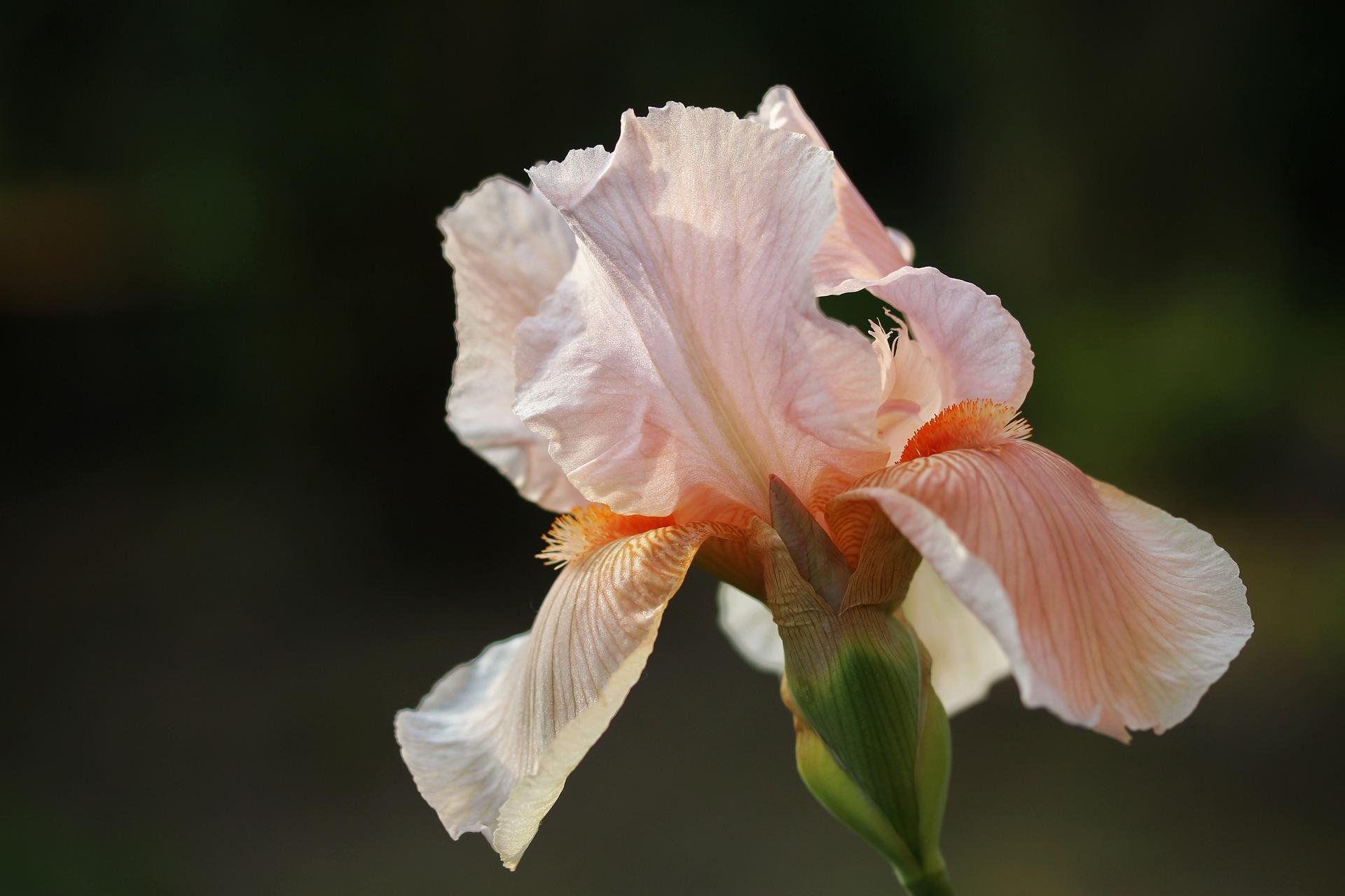 Iris Germanica Pink from Leo Berbee Bulb Company